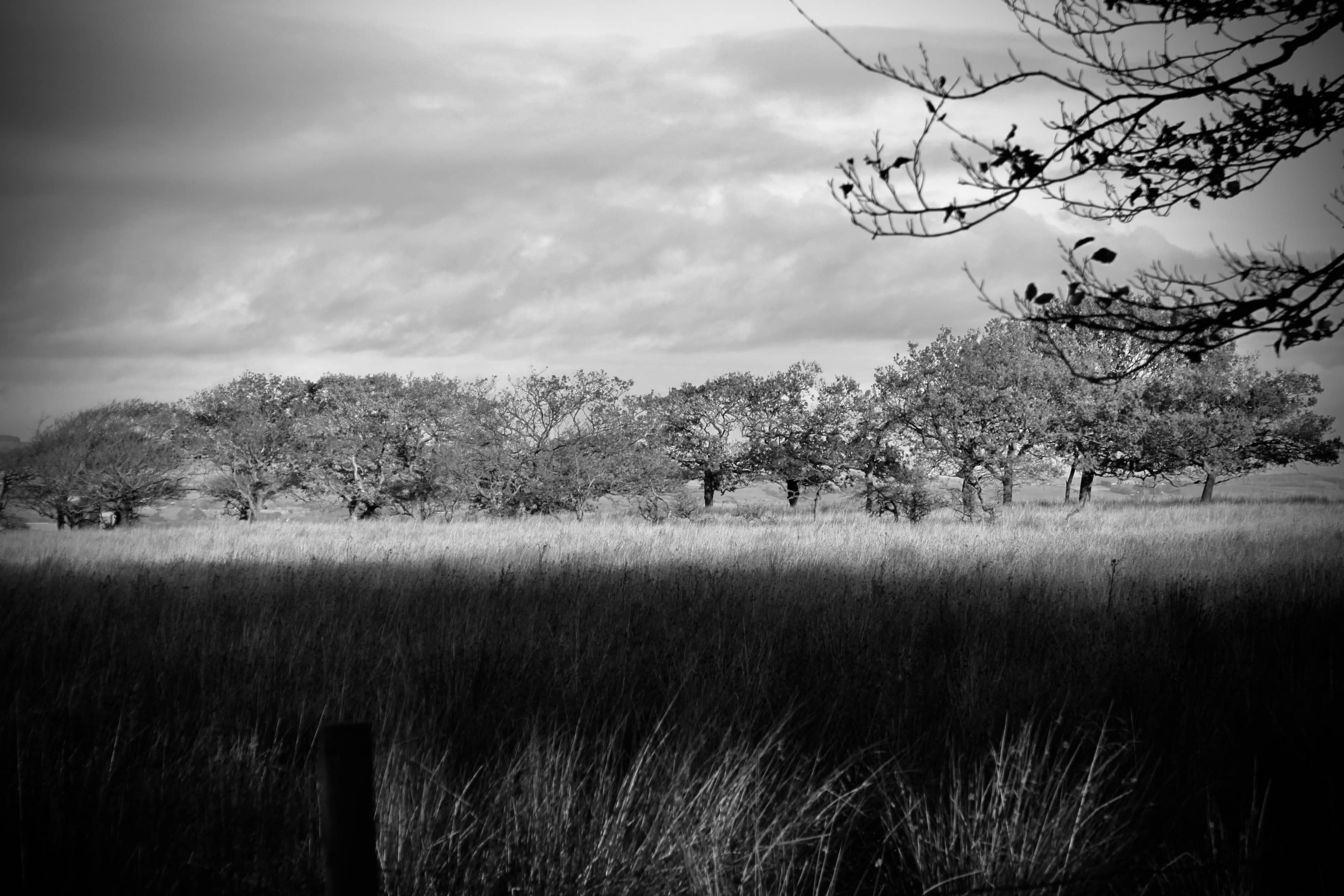 Grassland