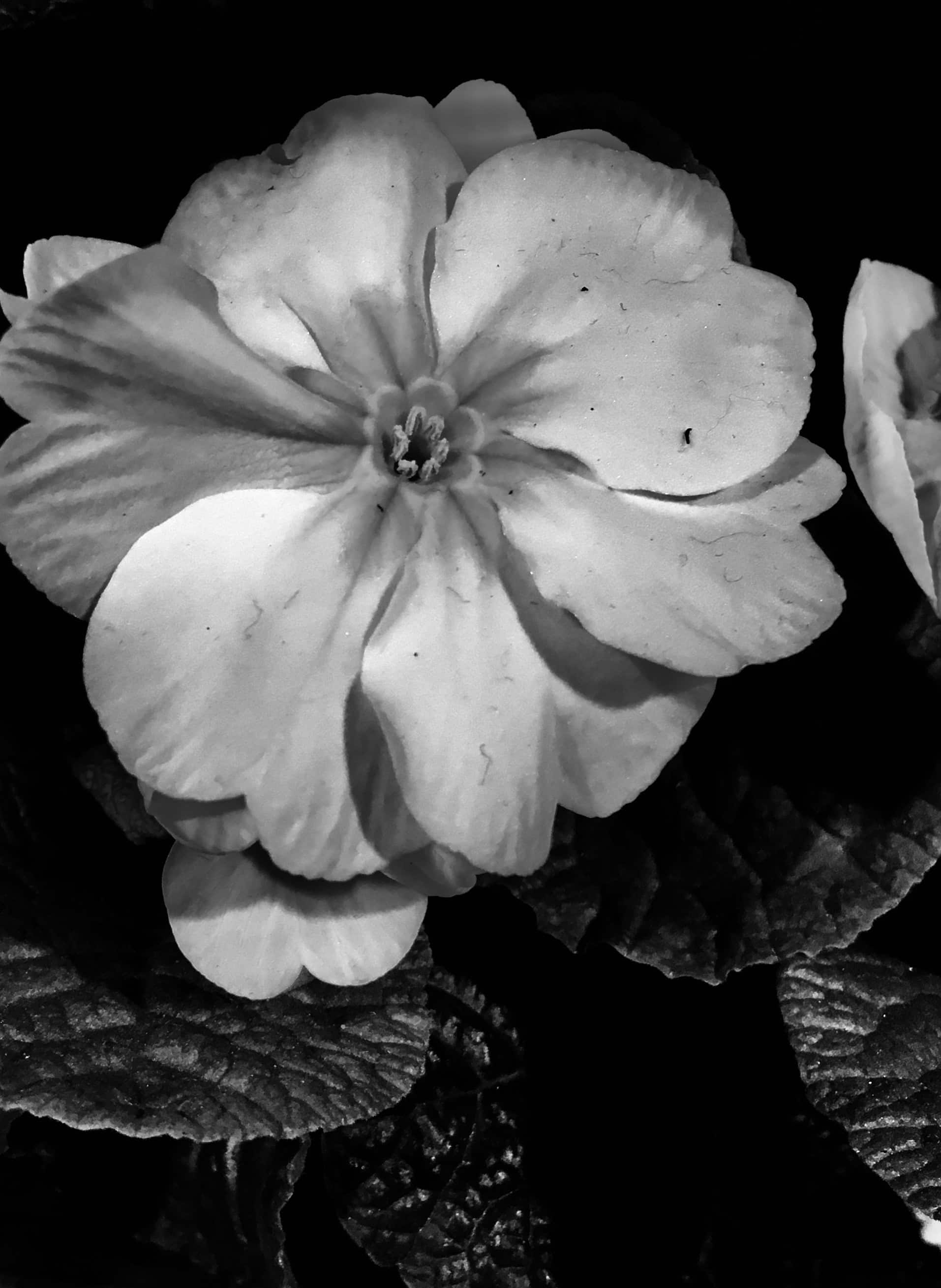 Primrose in noir