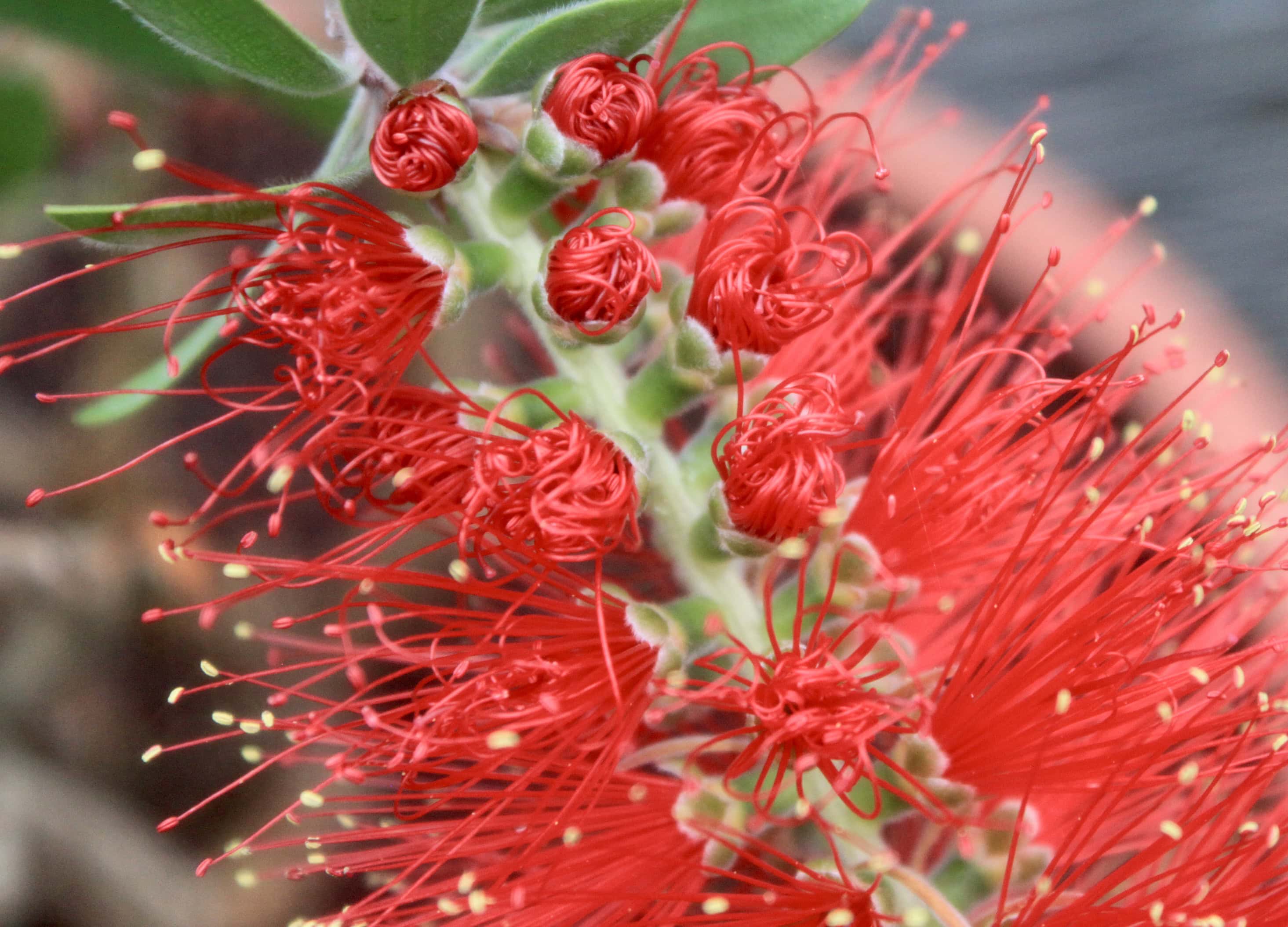 Unfurling bottle brush plant