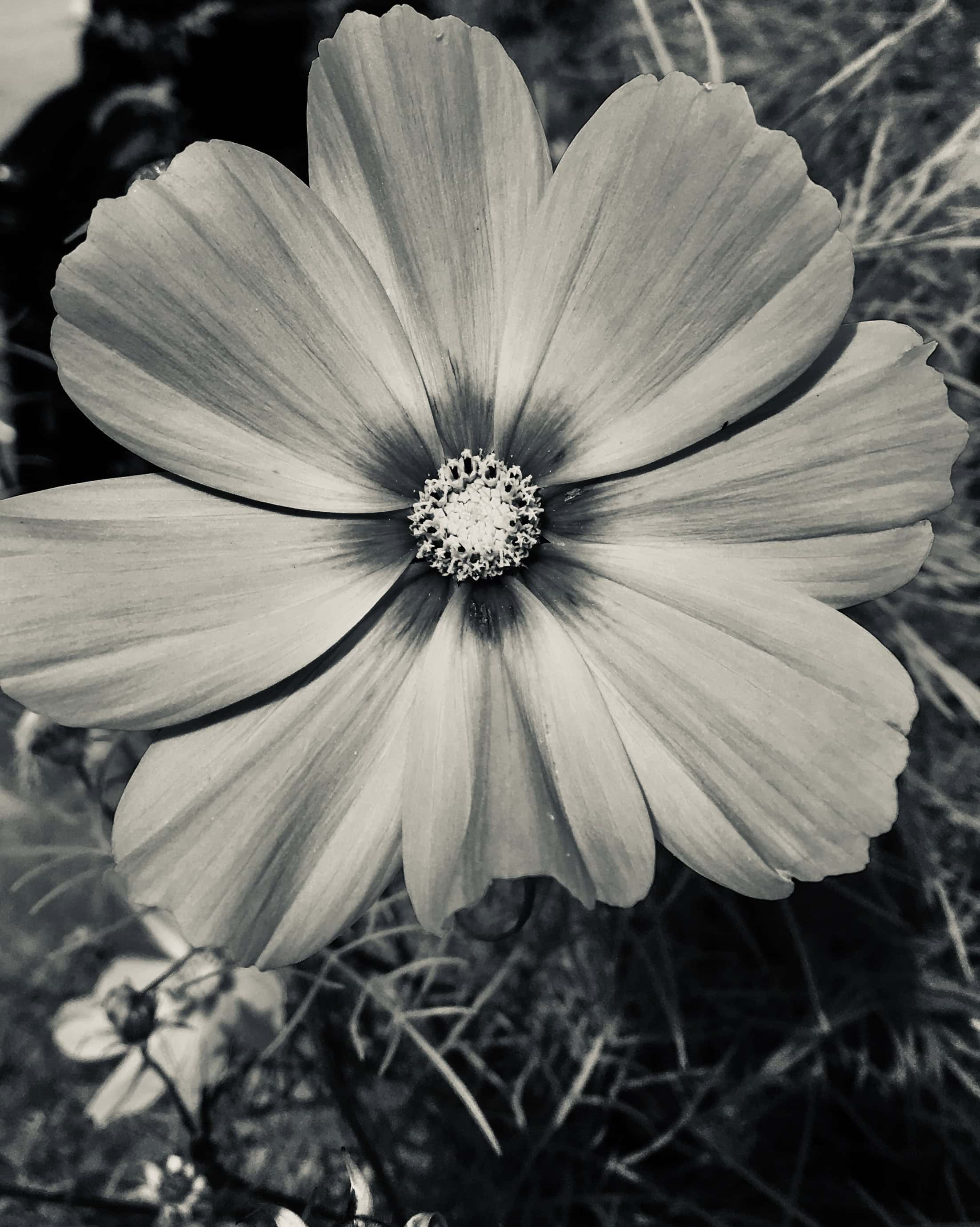 Garden cosmos in silvertone
