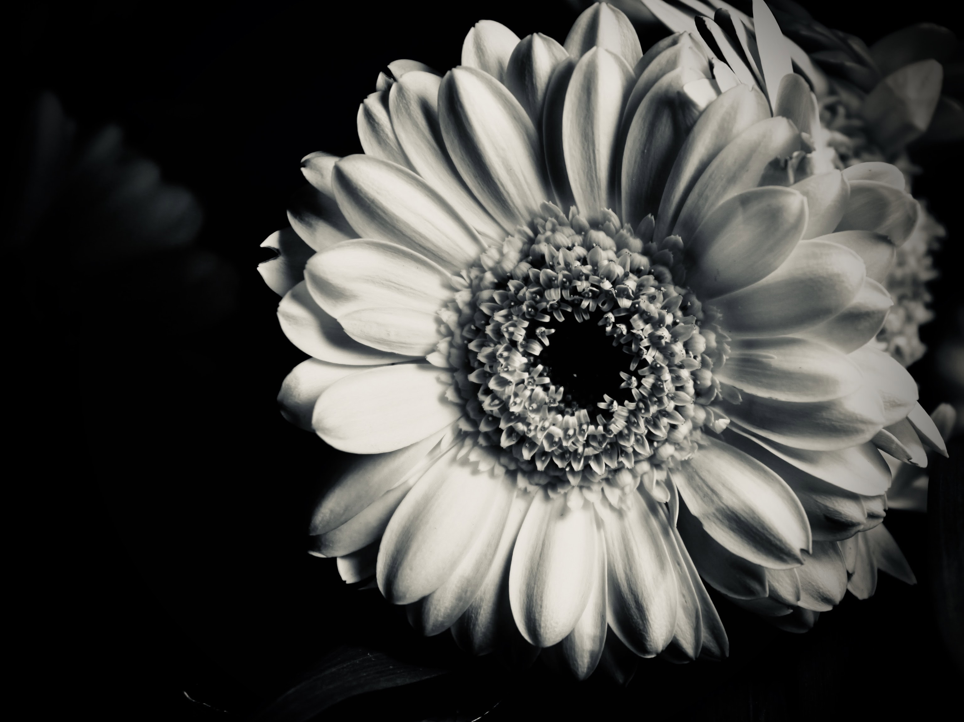 Daisy in silvertone