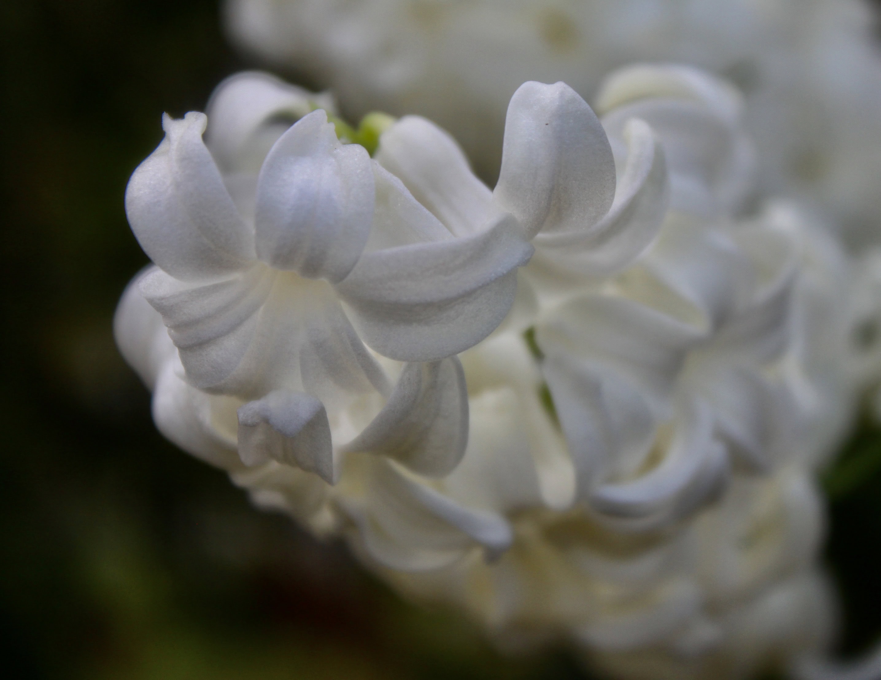 White Hyacinth