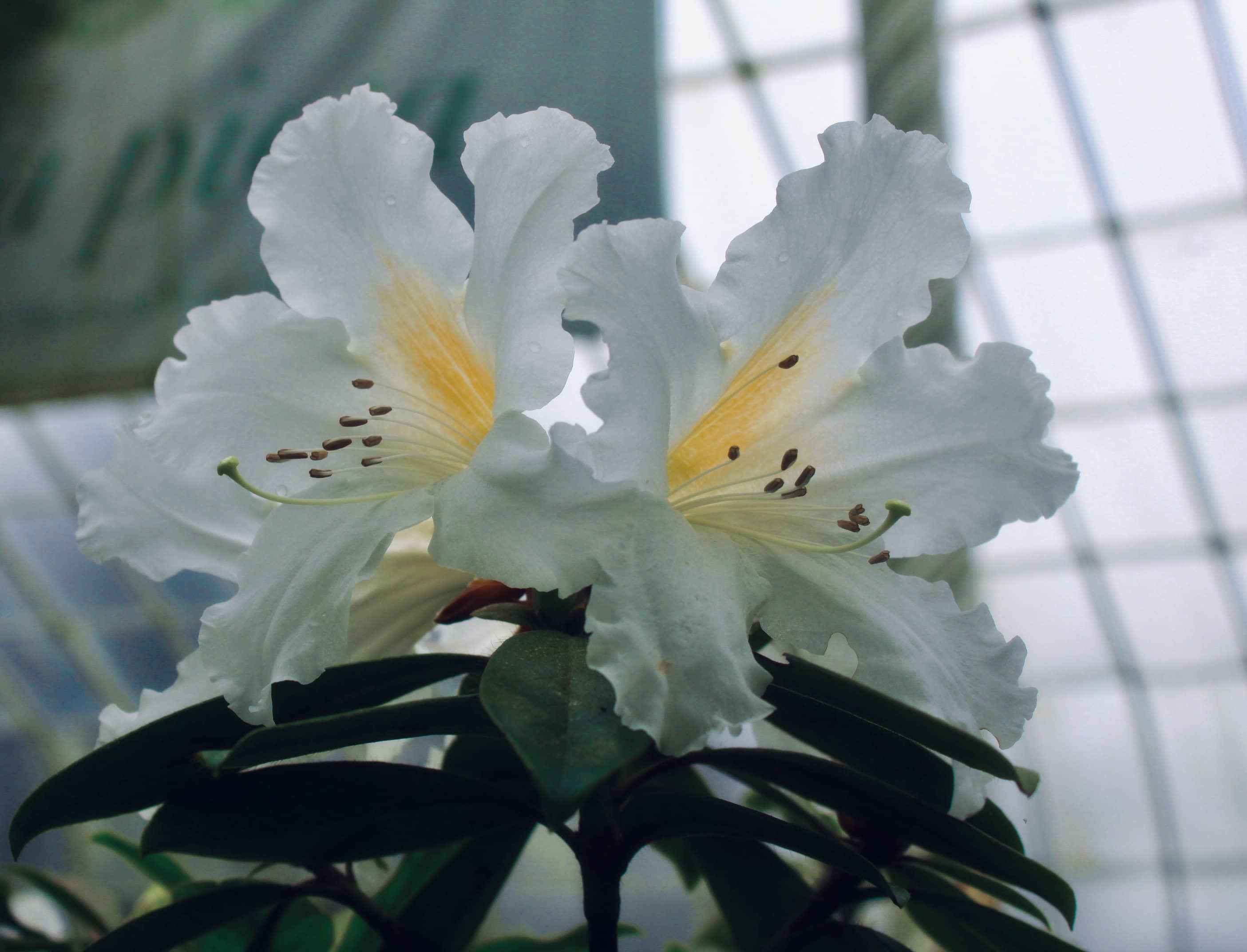 White Rhodedendron — FOTD Feb 25