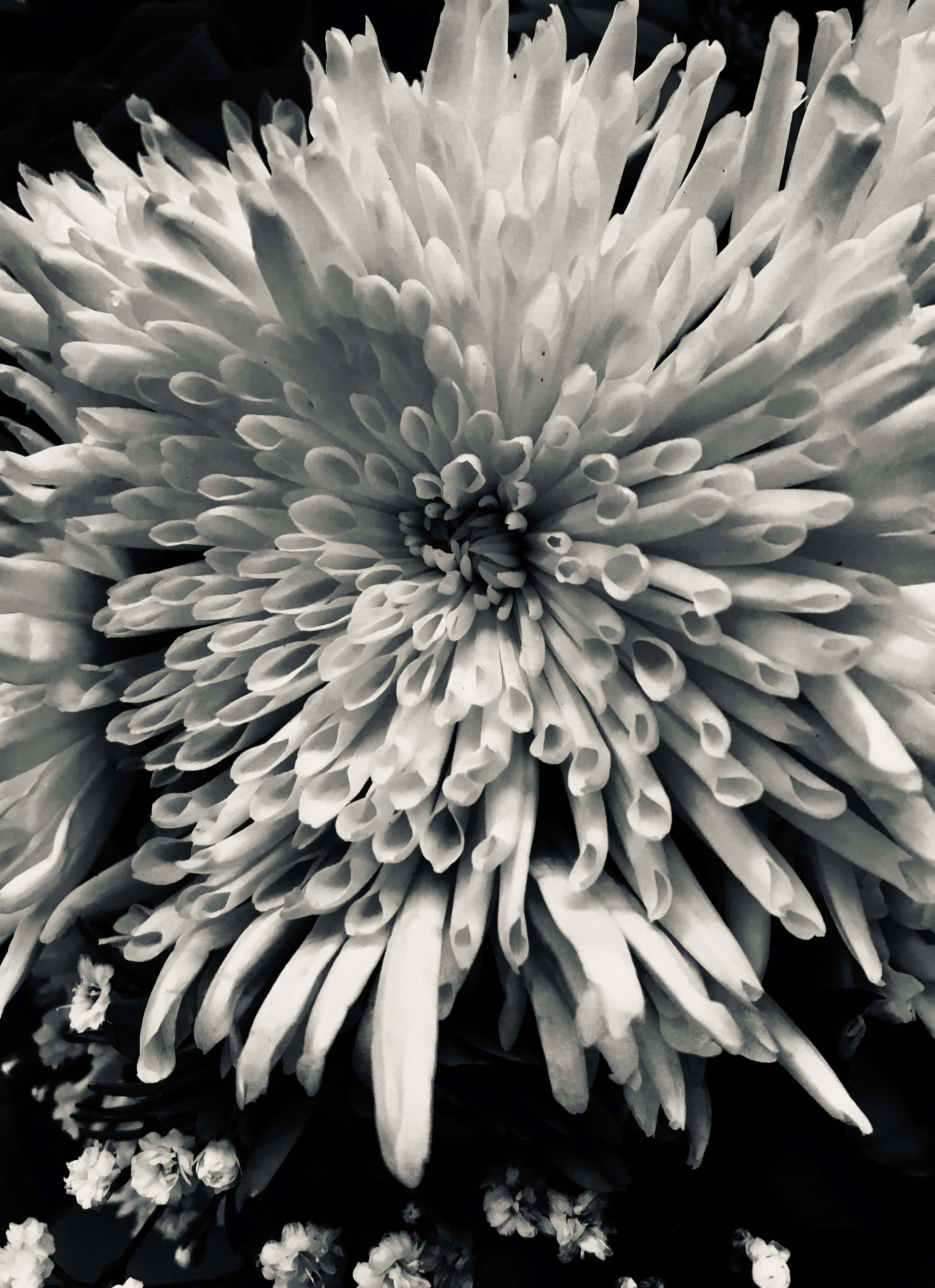 Dahlia in silvertone
