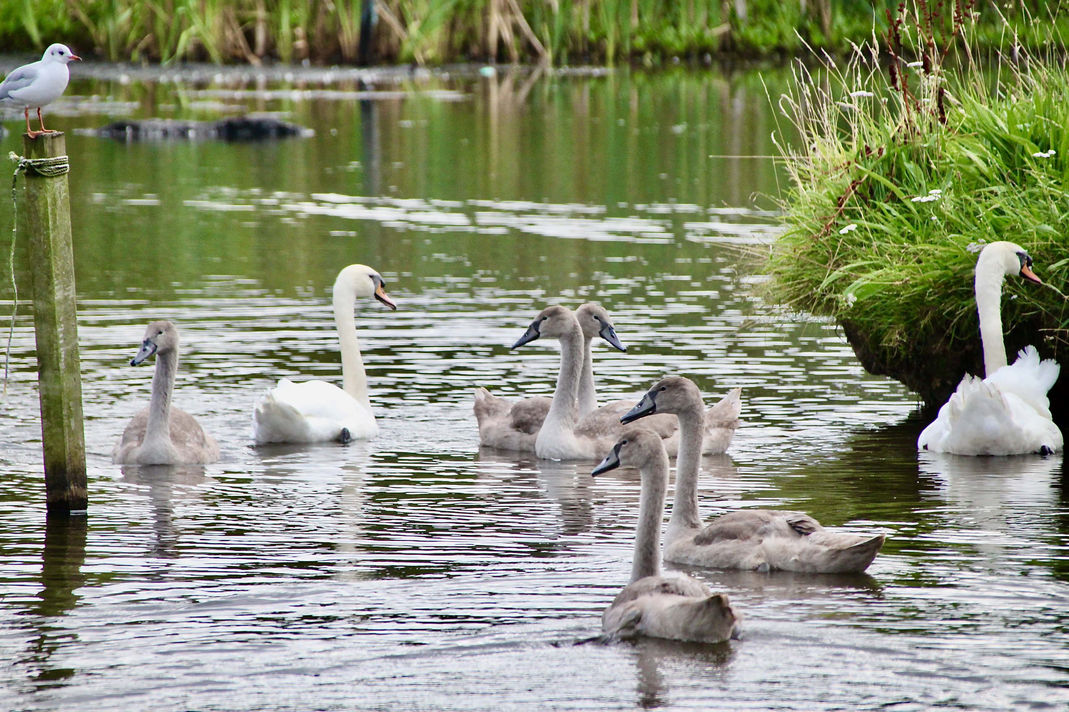 Busy waterway