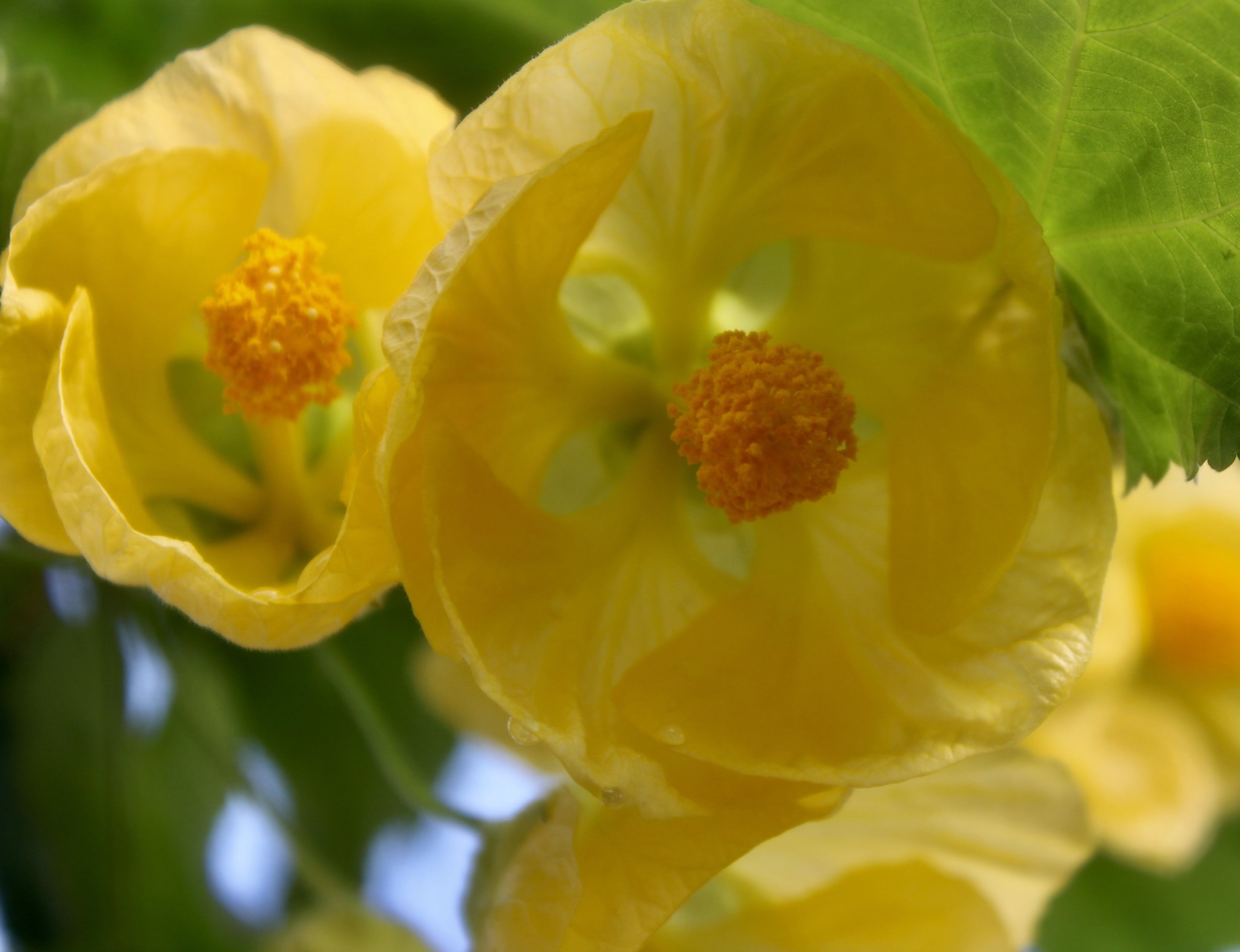 Yellow begonia