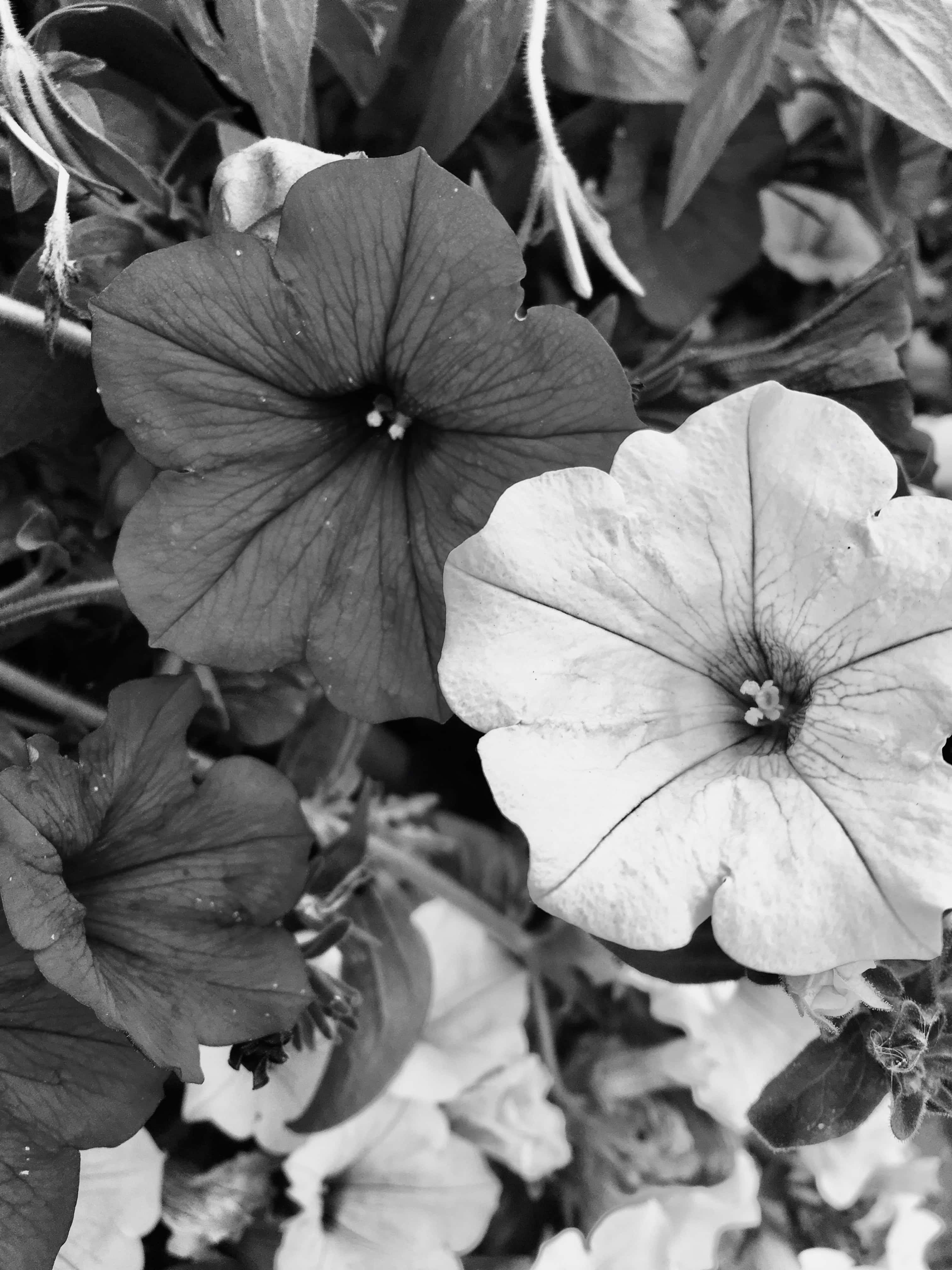 Petunias in mono