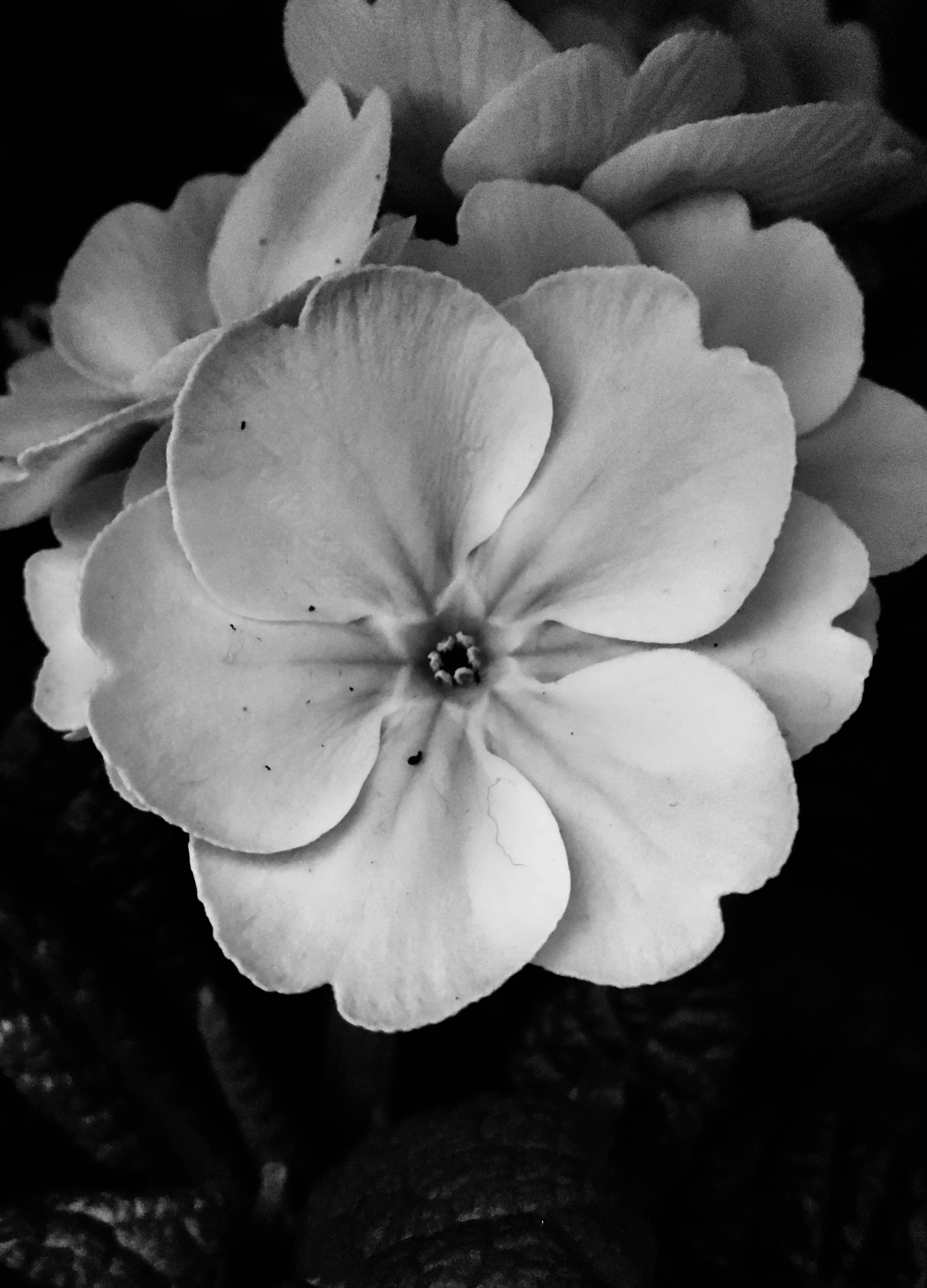 Polyanthus in noir