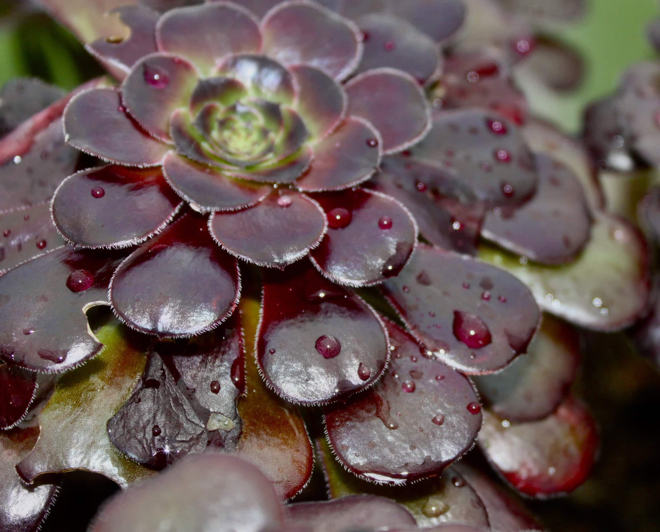 Red water droplets