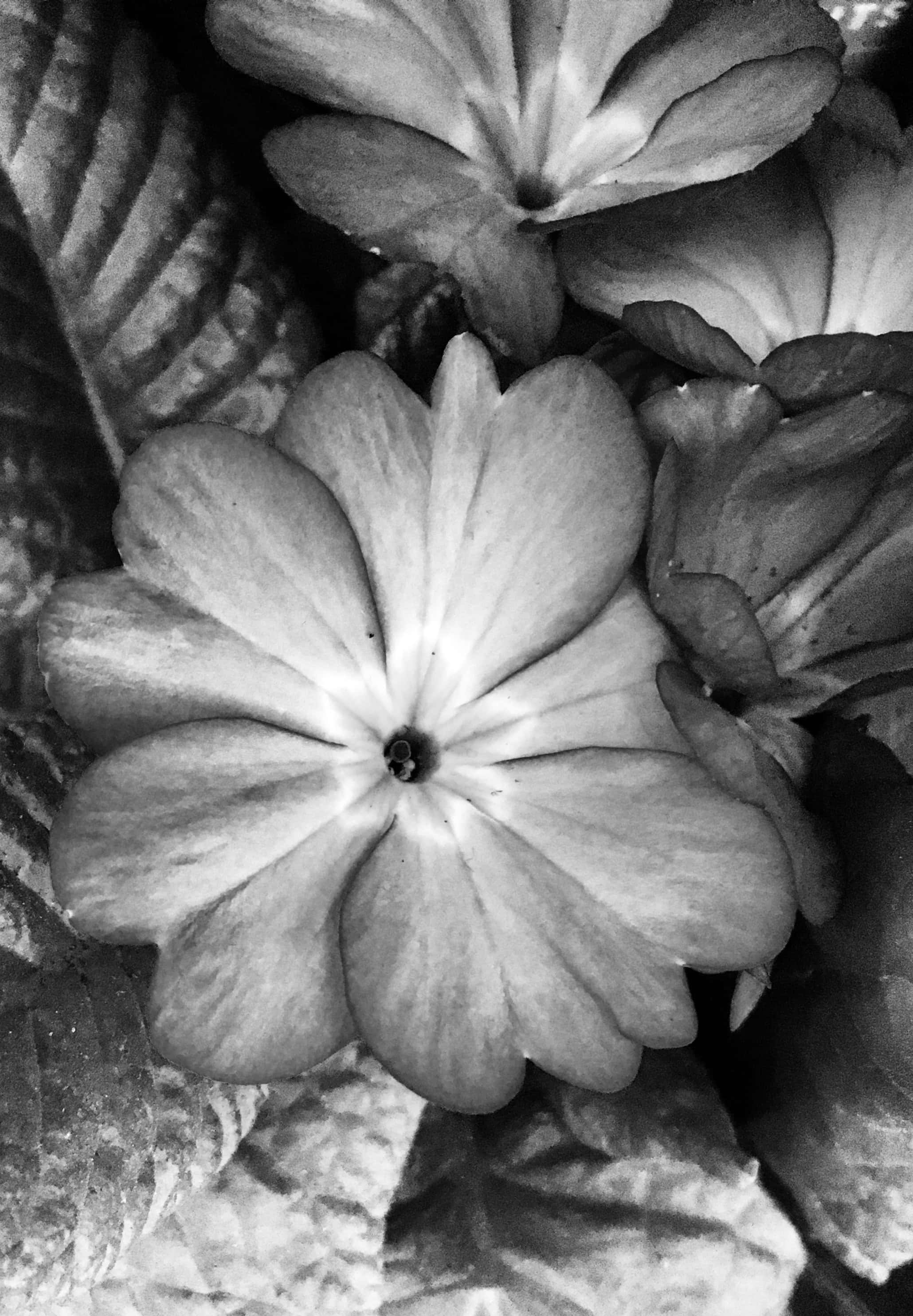 Polyanthus in noir
