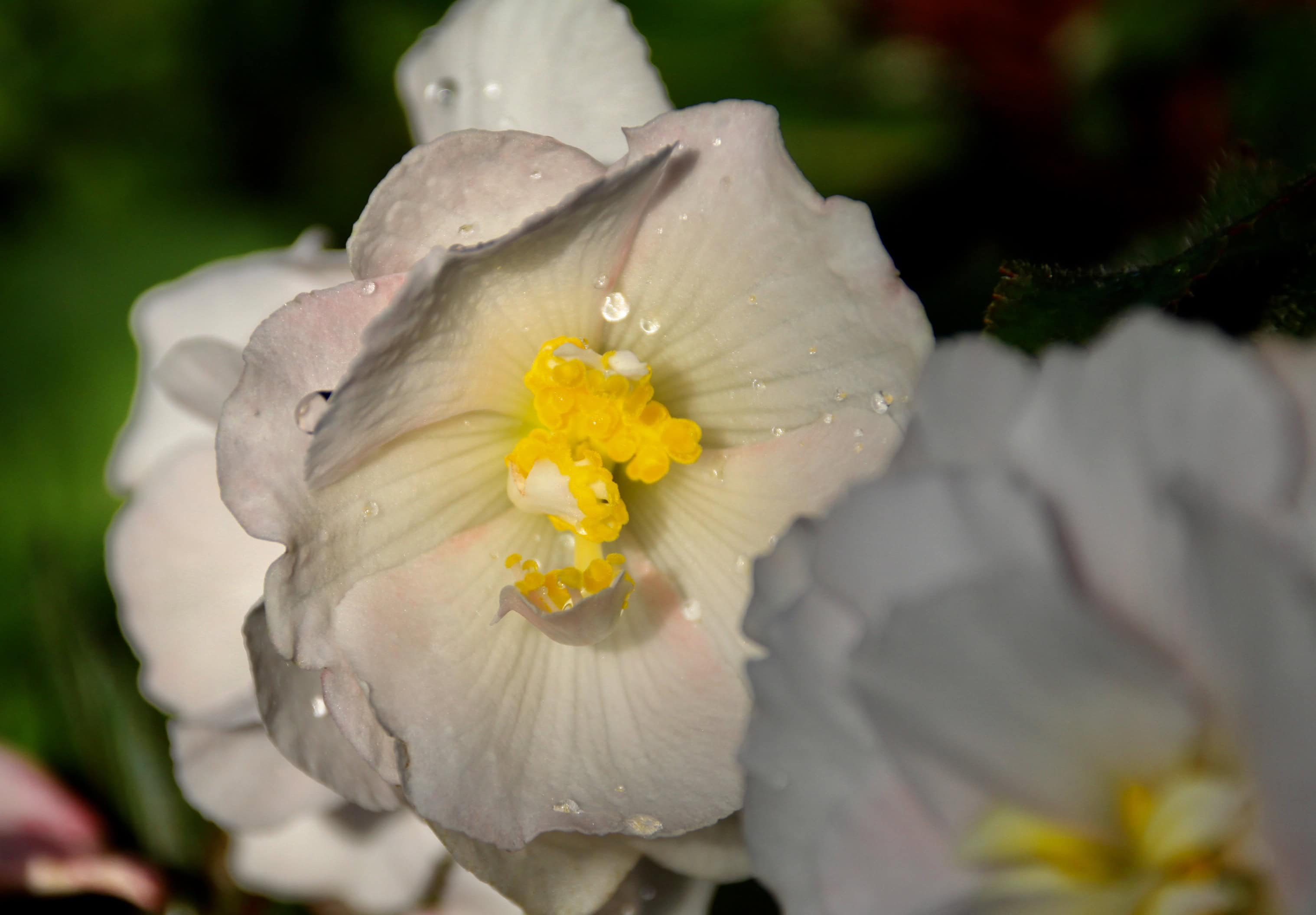 Off white begonia