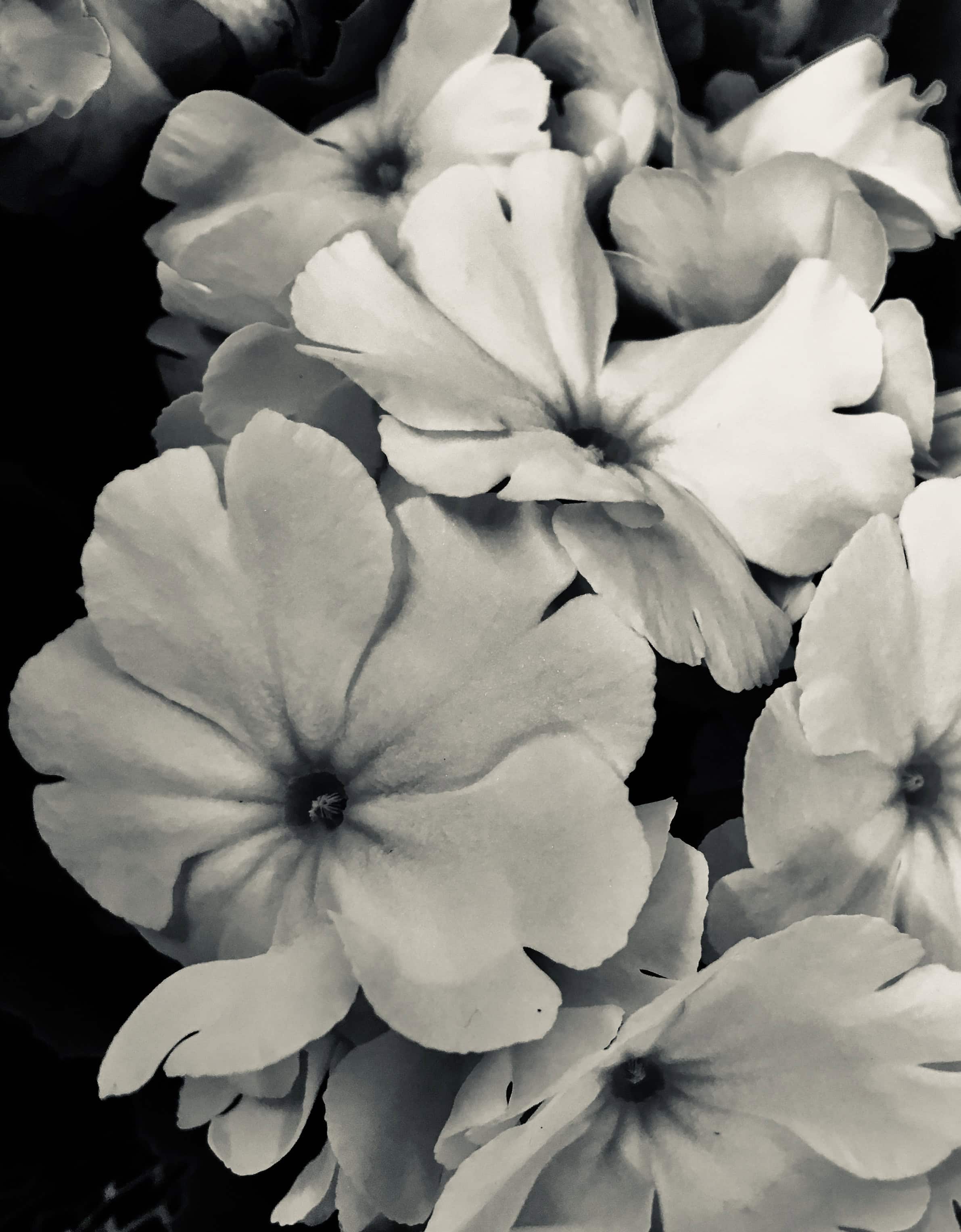 Primula in silvertone