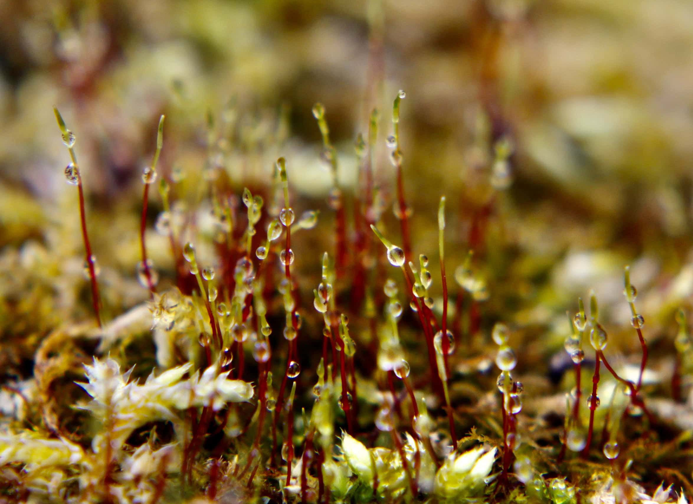Moss with 10+ macro filter