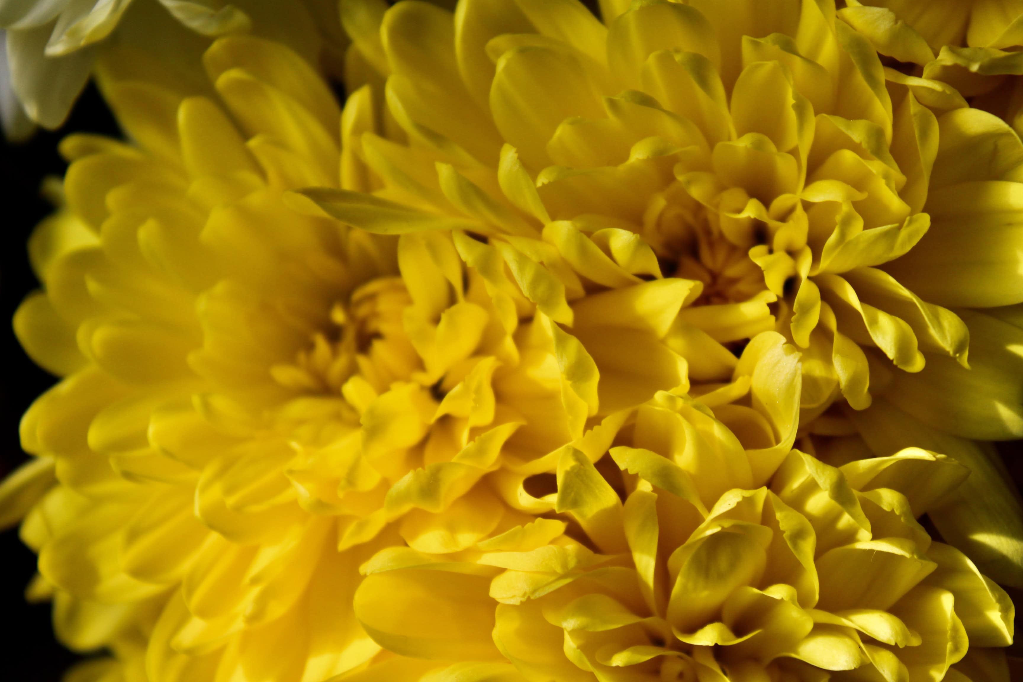 A mass of yellow