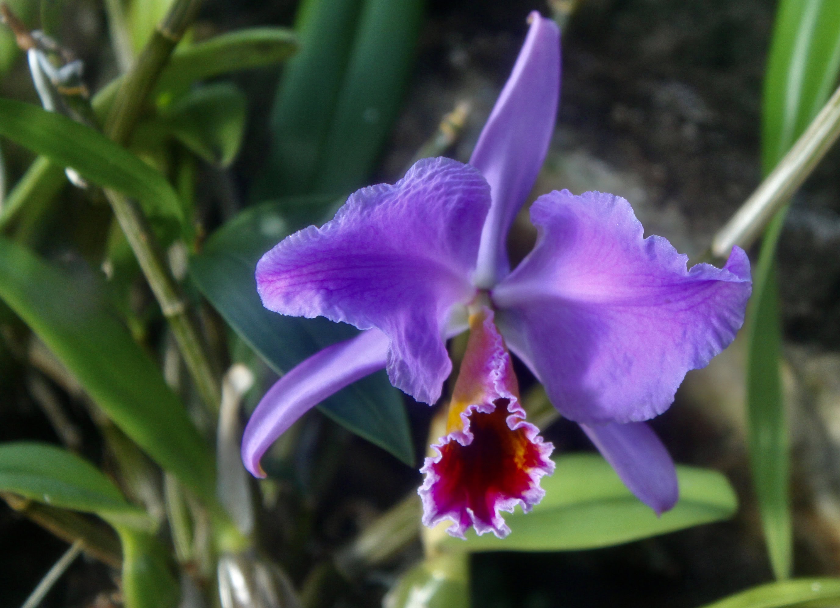 Orchid
