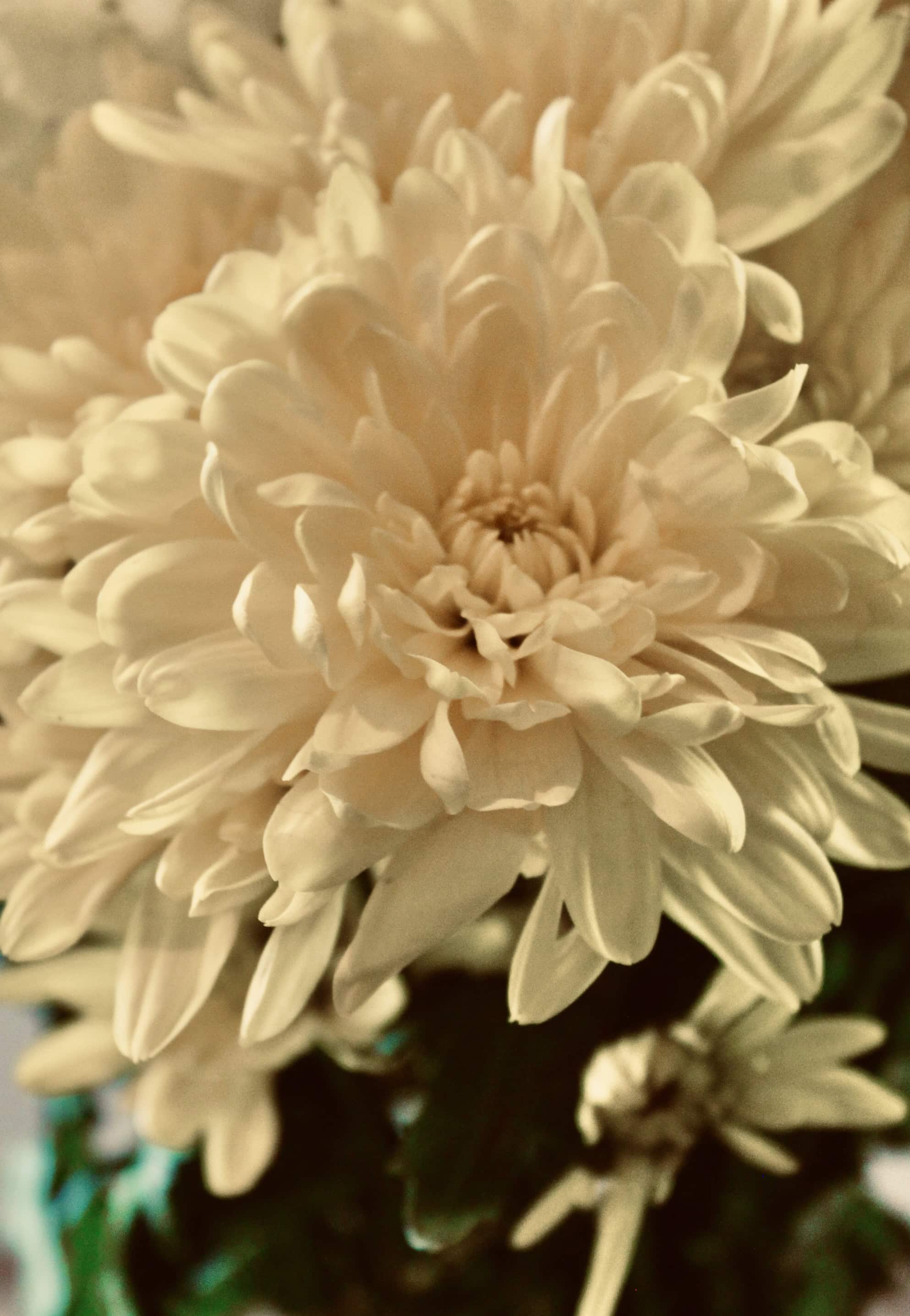Mums with dramatic warm filter