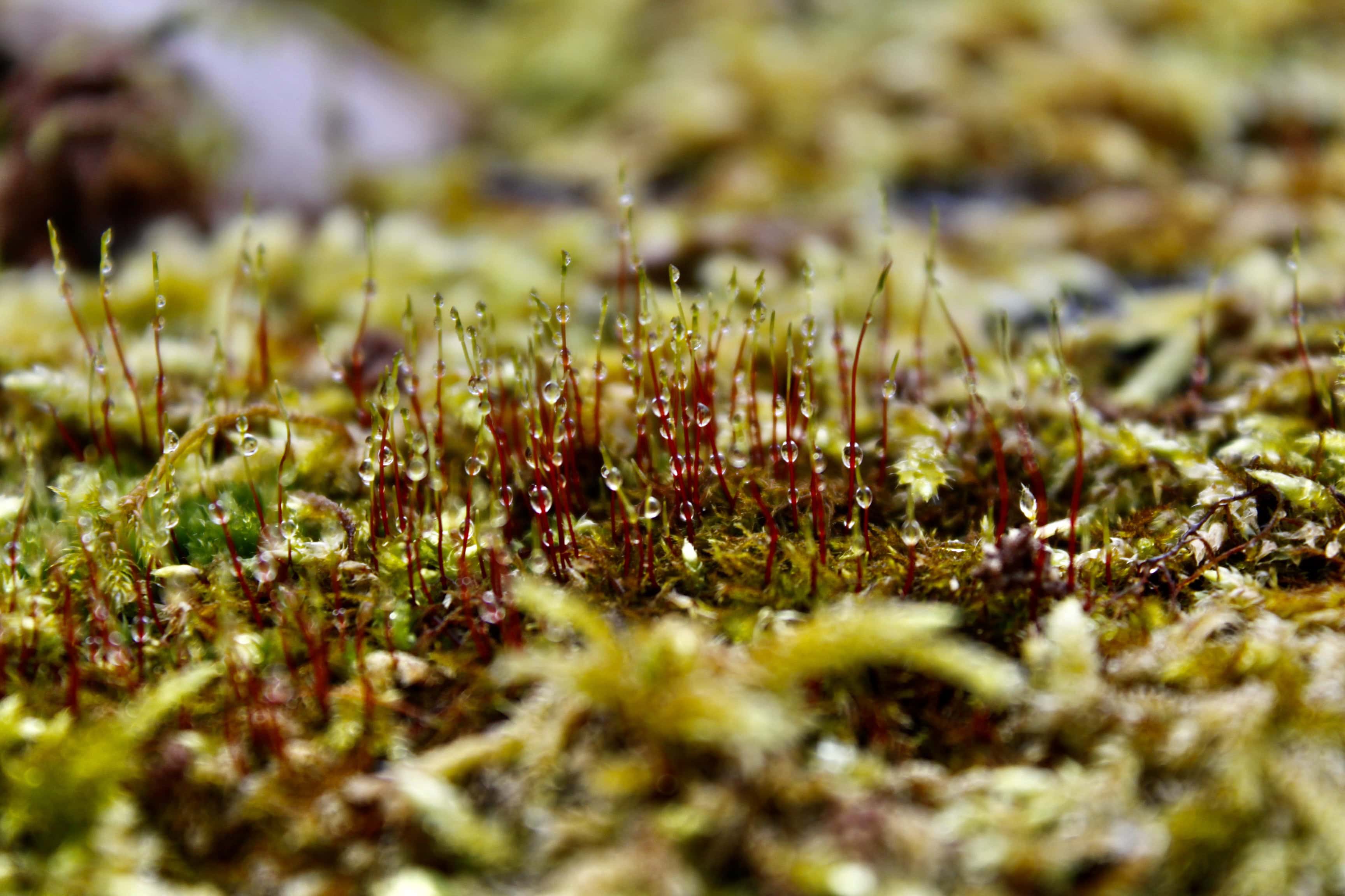 Macro moss