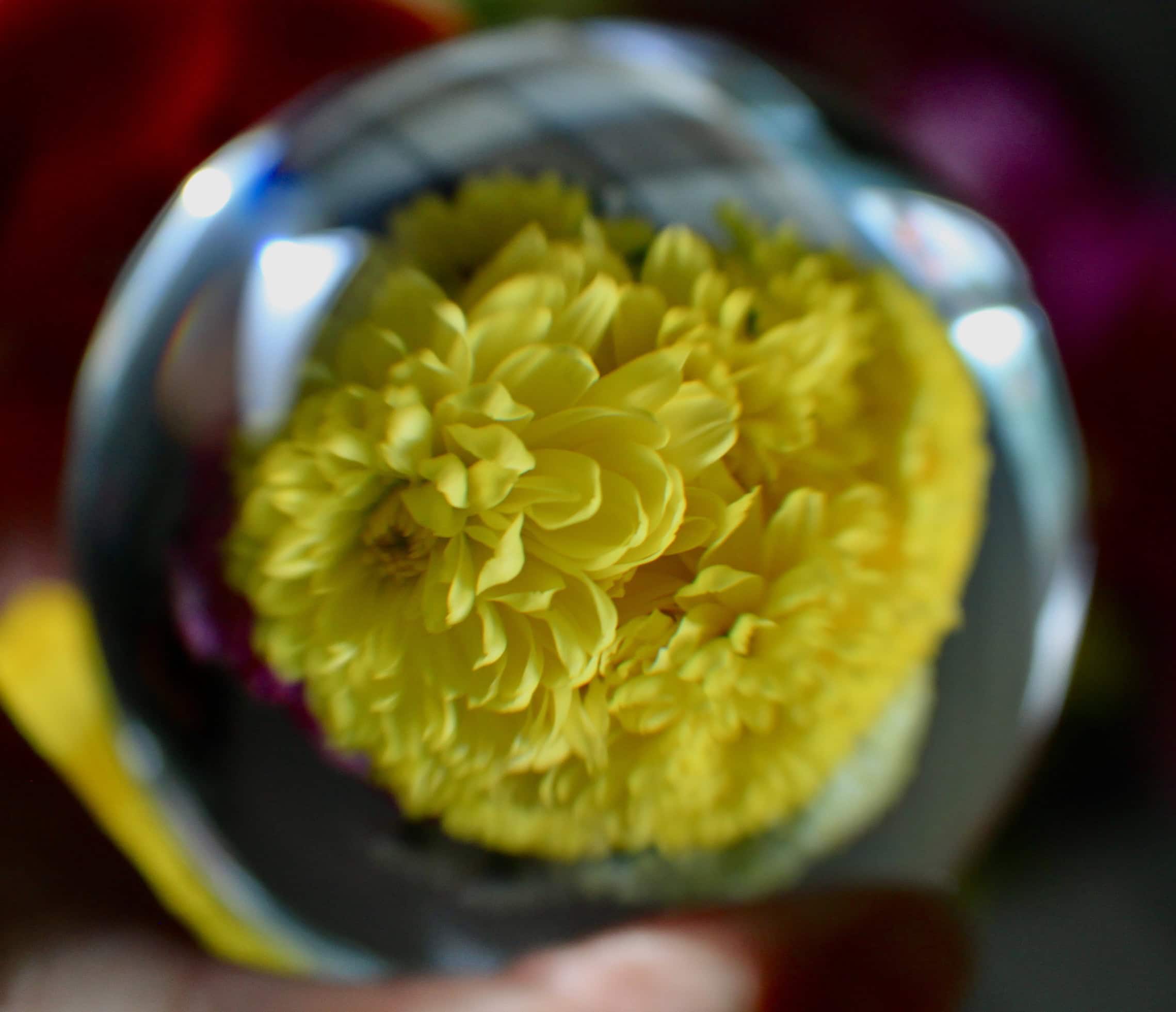 Lensball mums