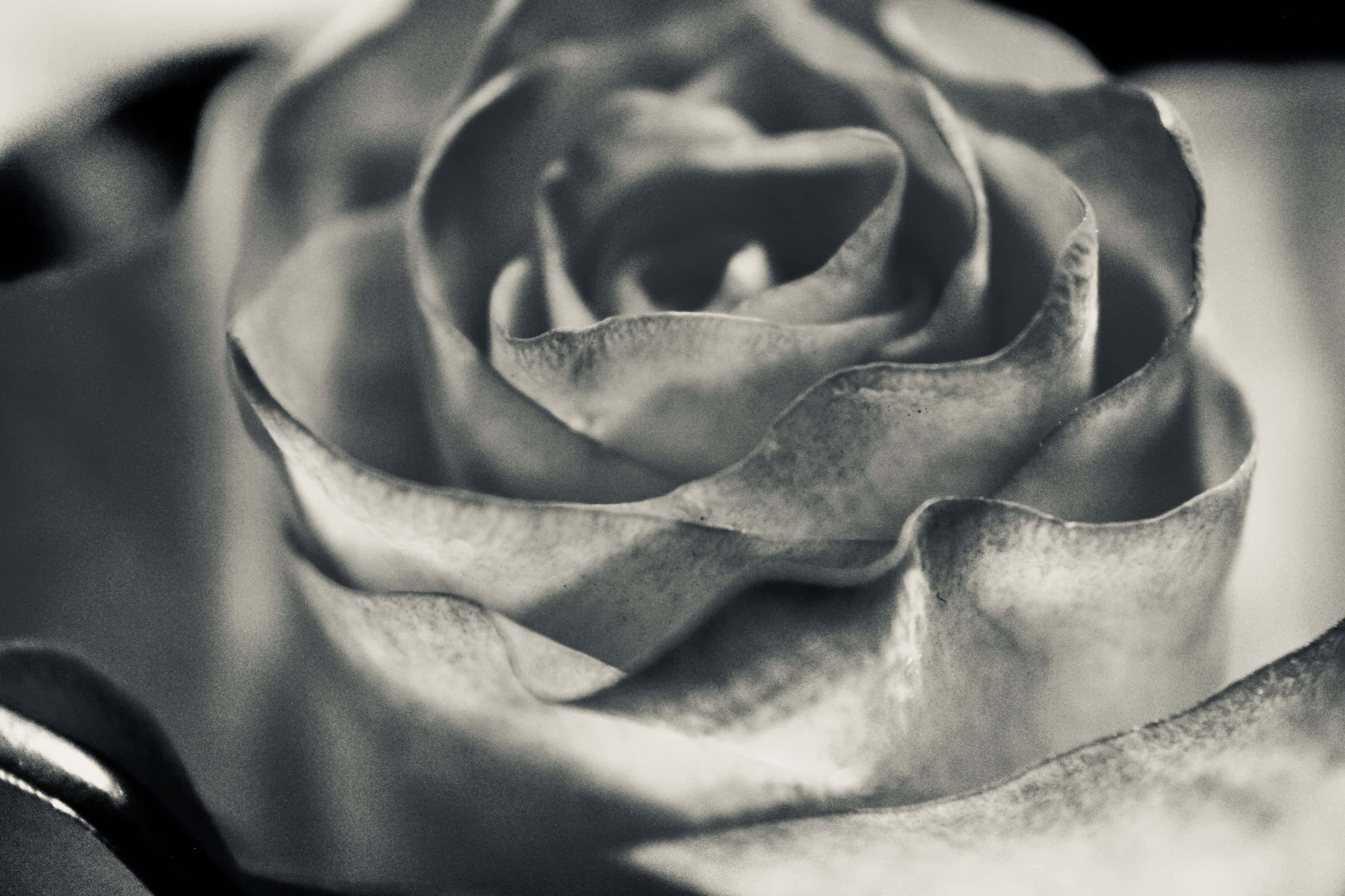 Rose in silvertone