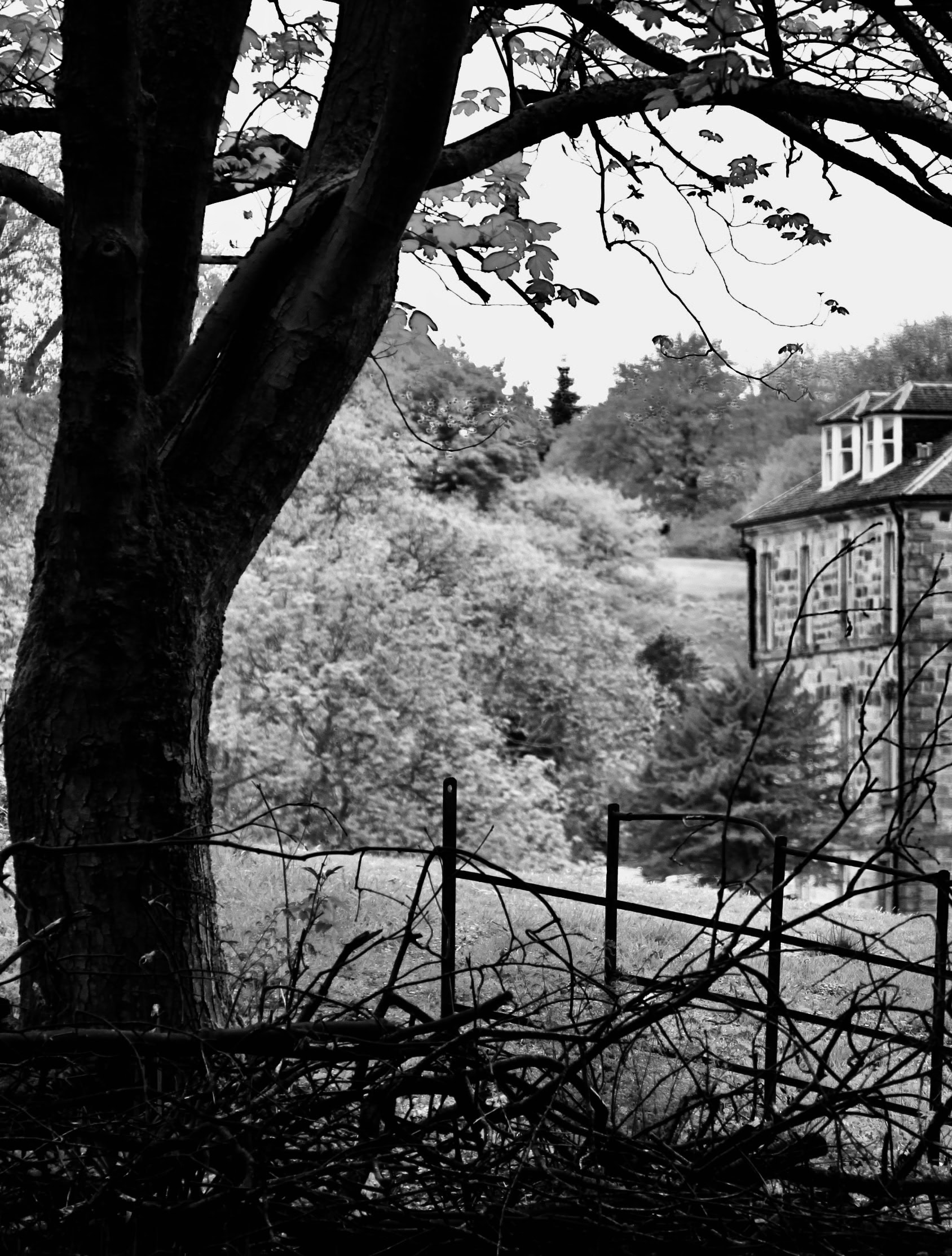 Through the Trees — MWM #28