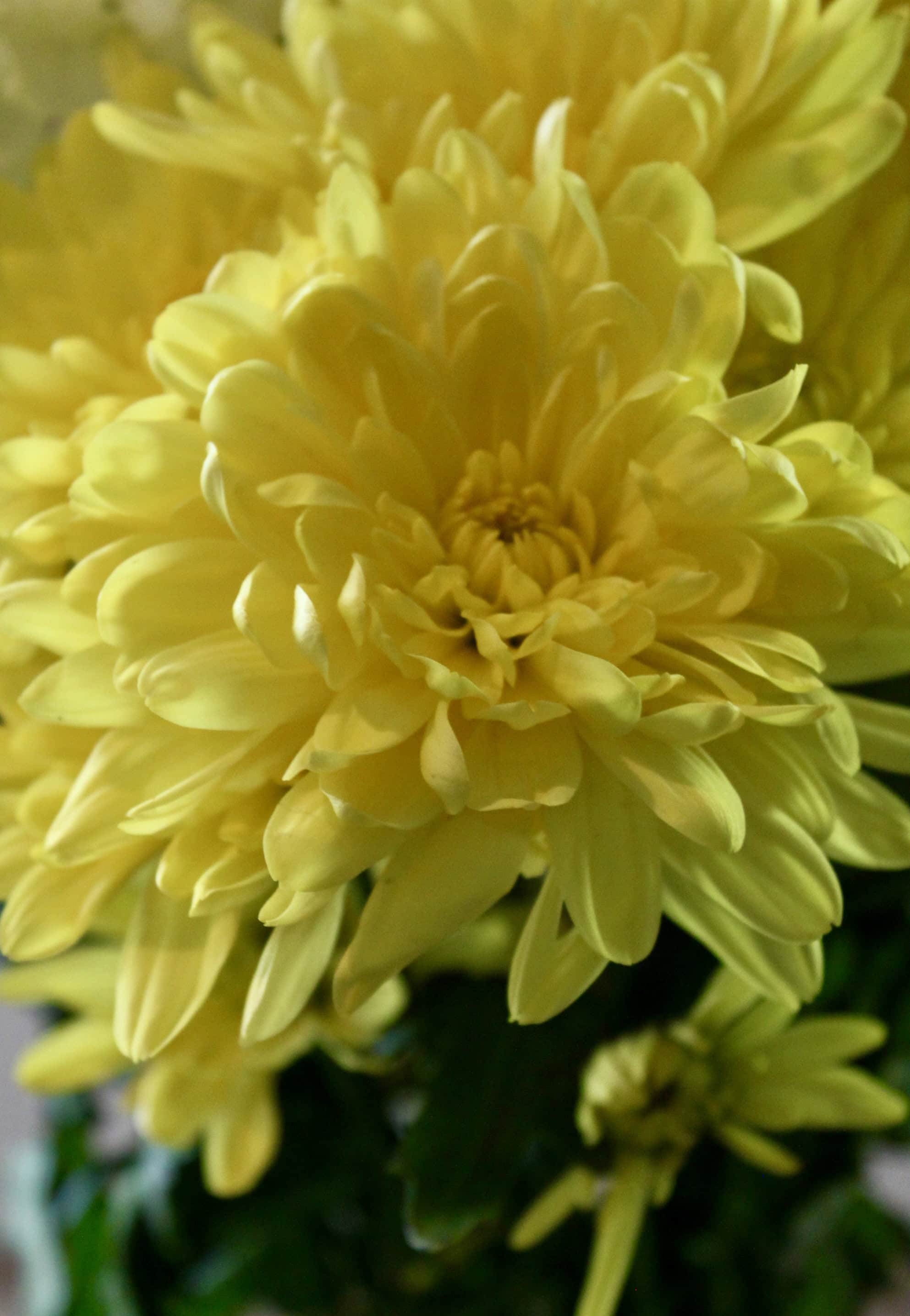 Yellow mums