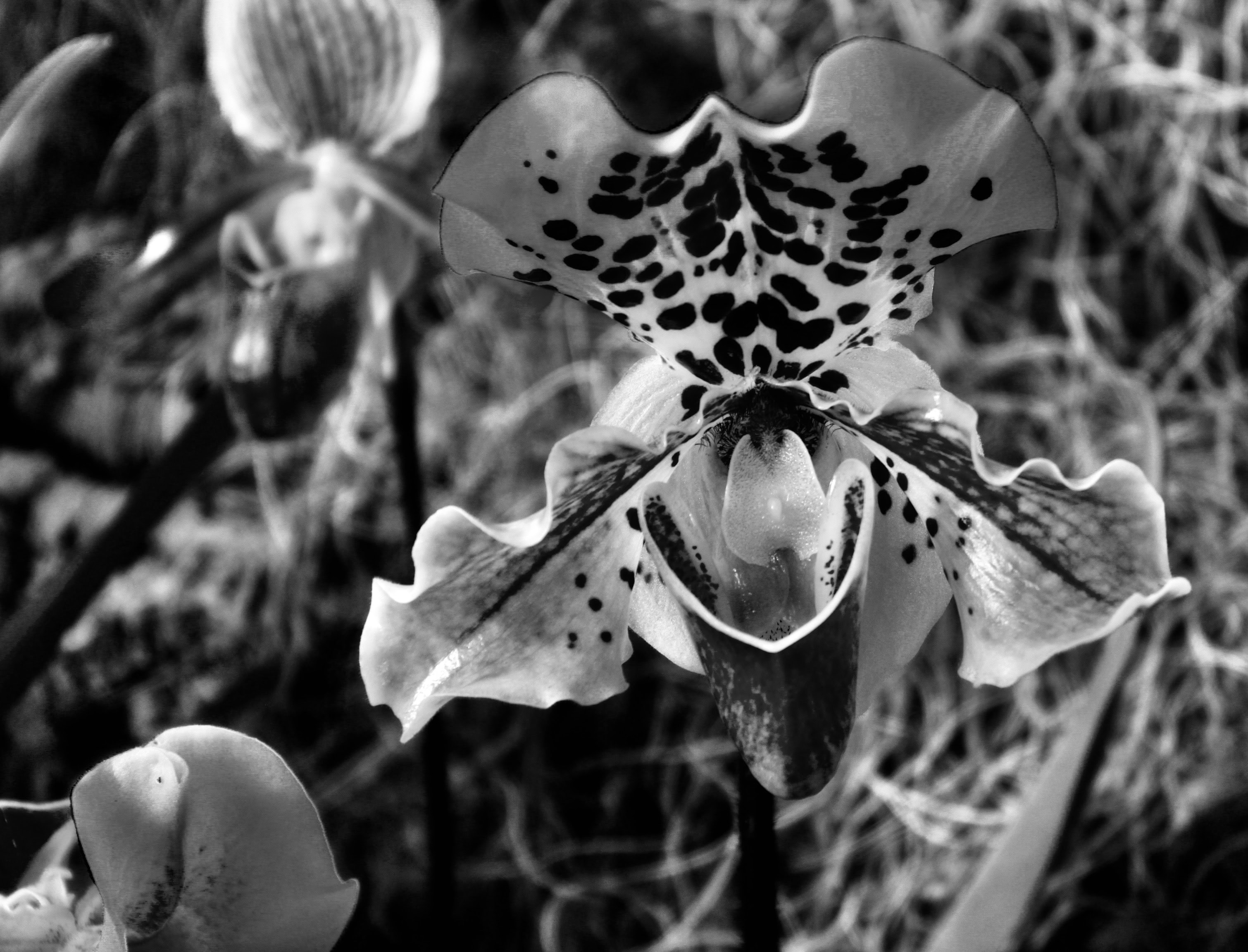 Orchid in noir