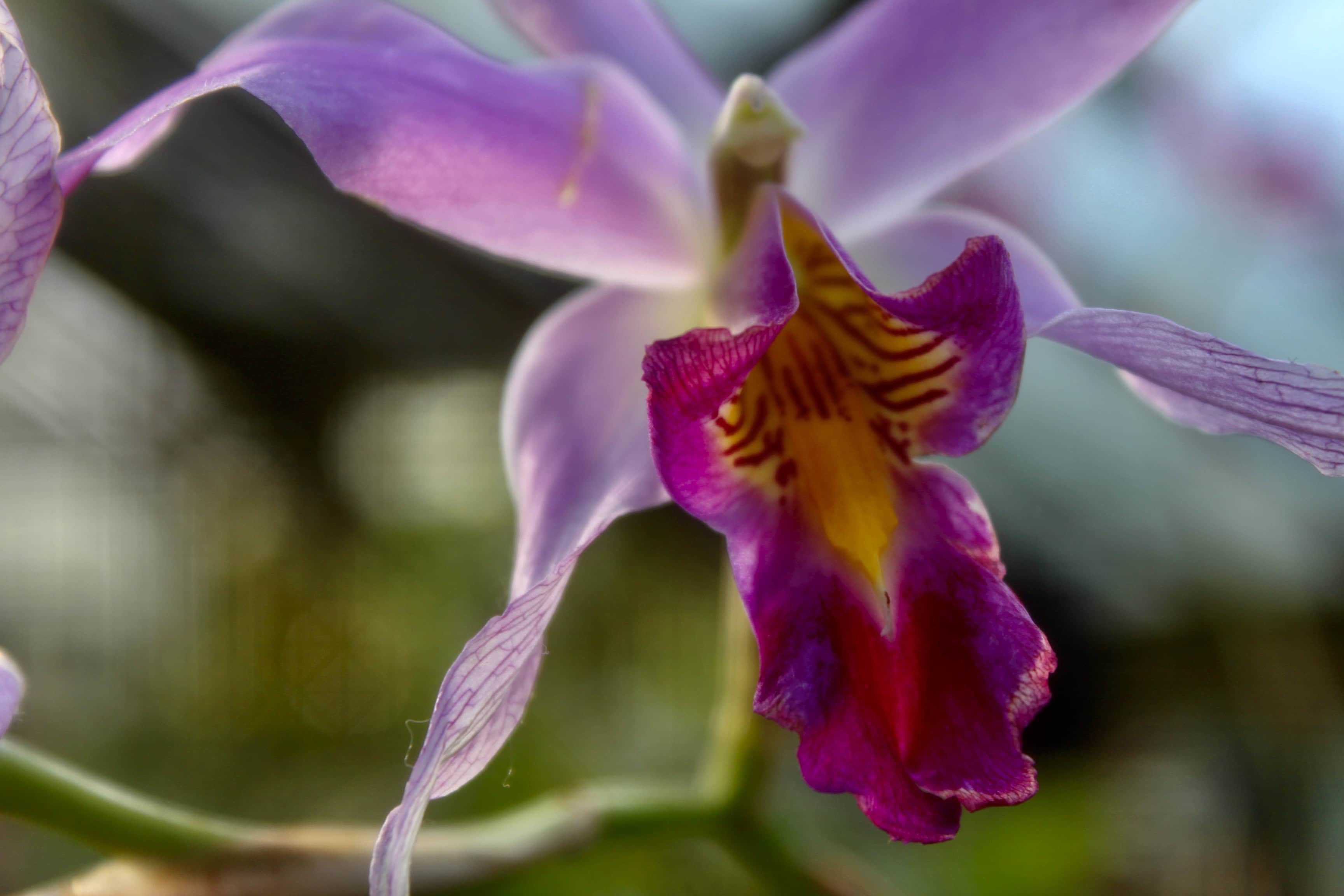 Orchid