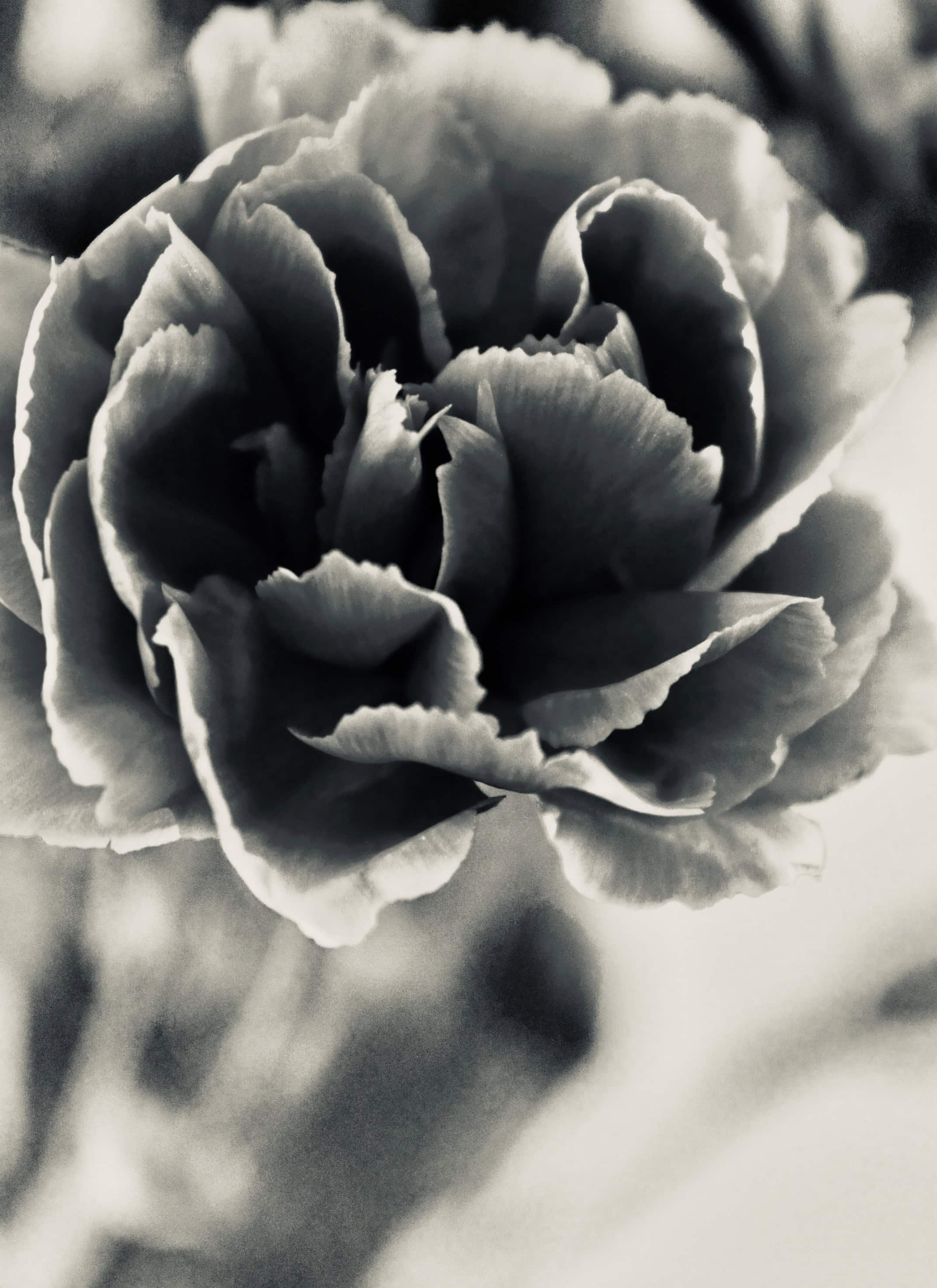 Carnation in silvertone