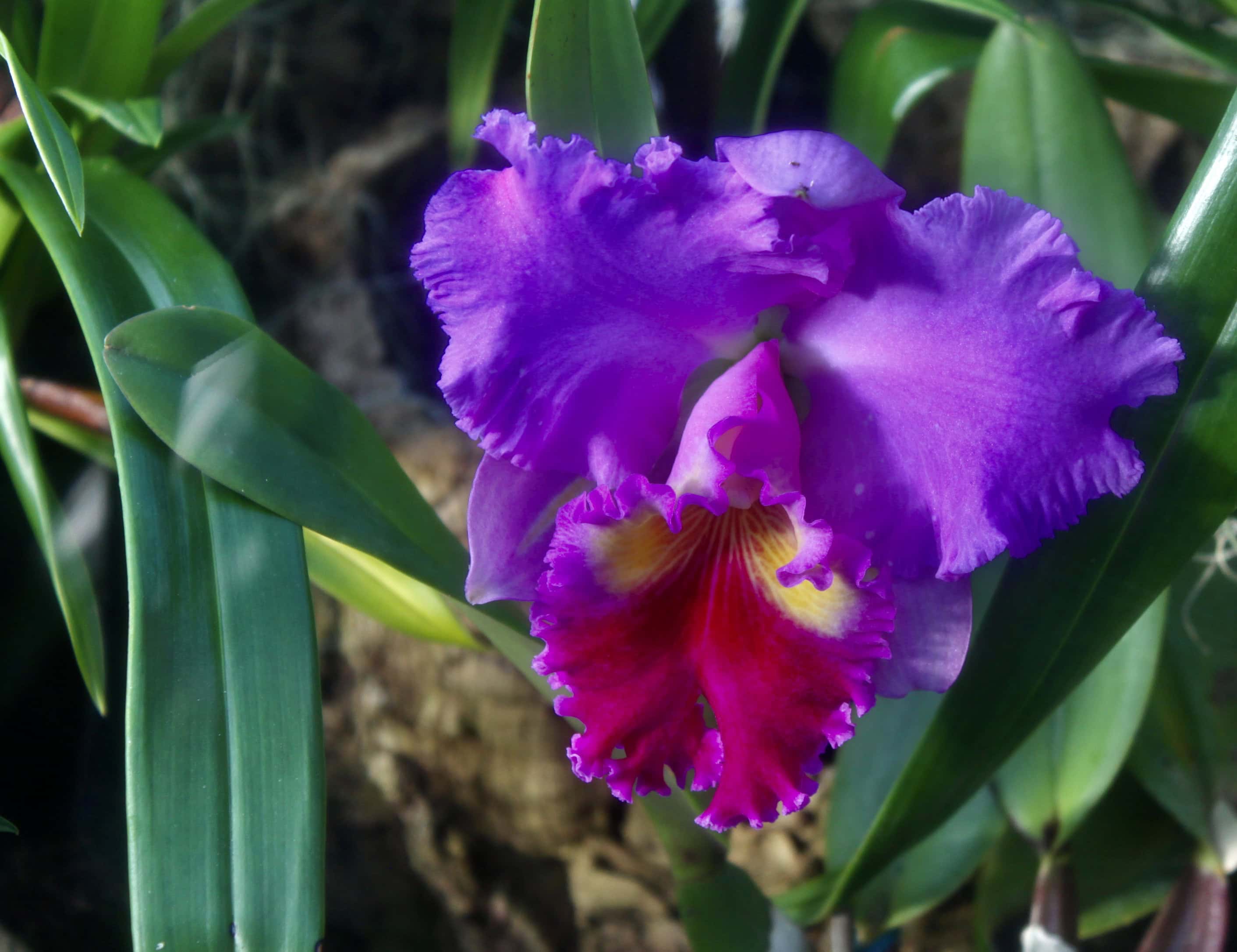 Colouful orchid