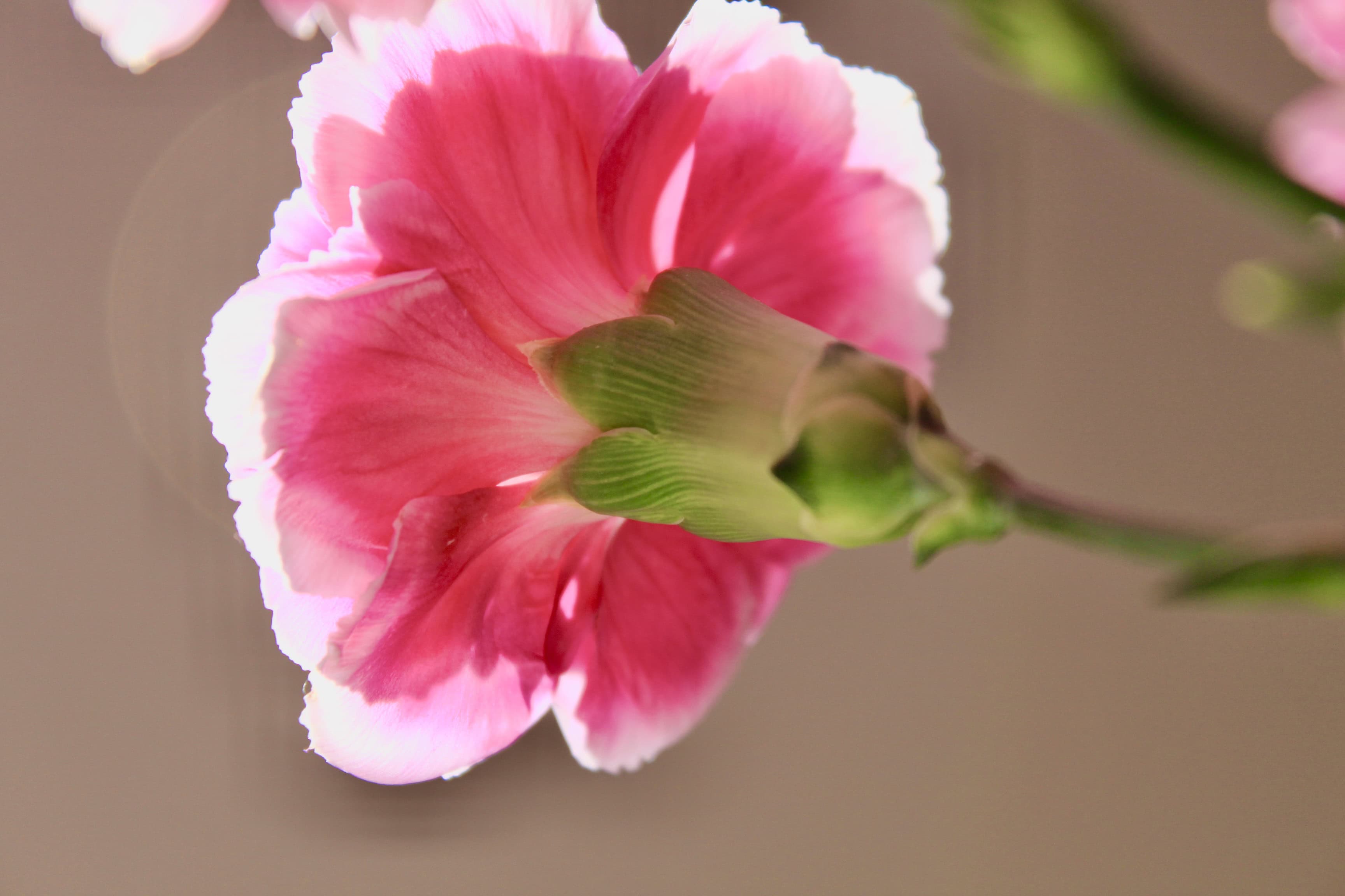 Carnation Back — FOTD and Floral Friday Mar 13