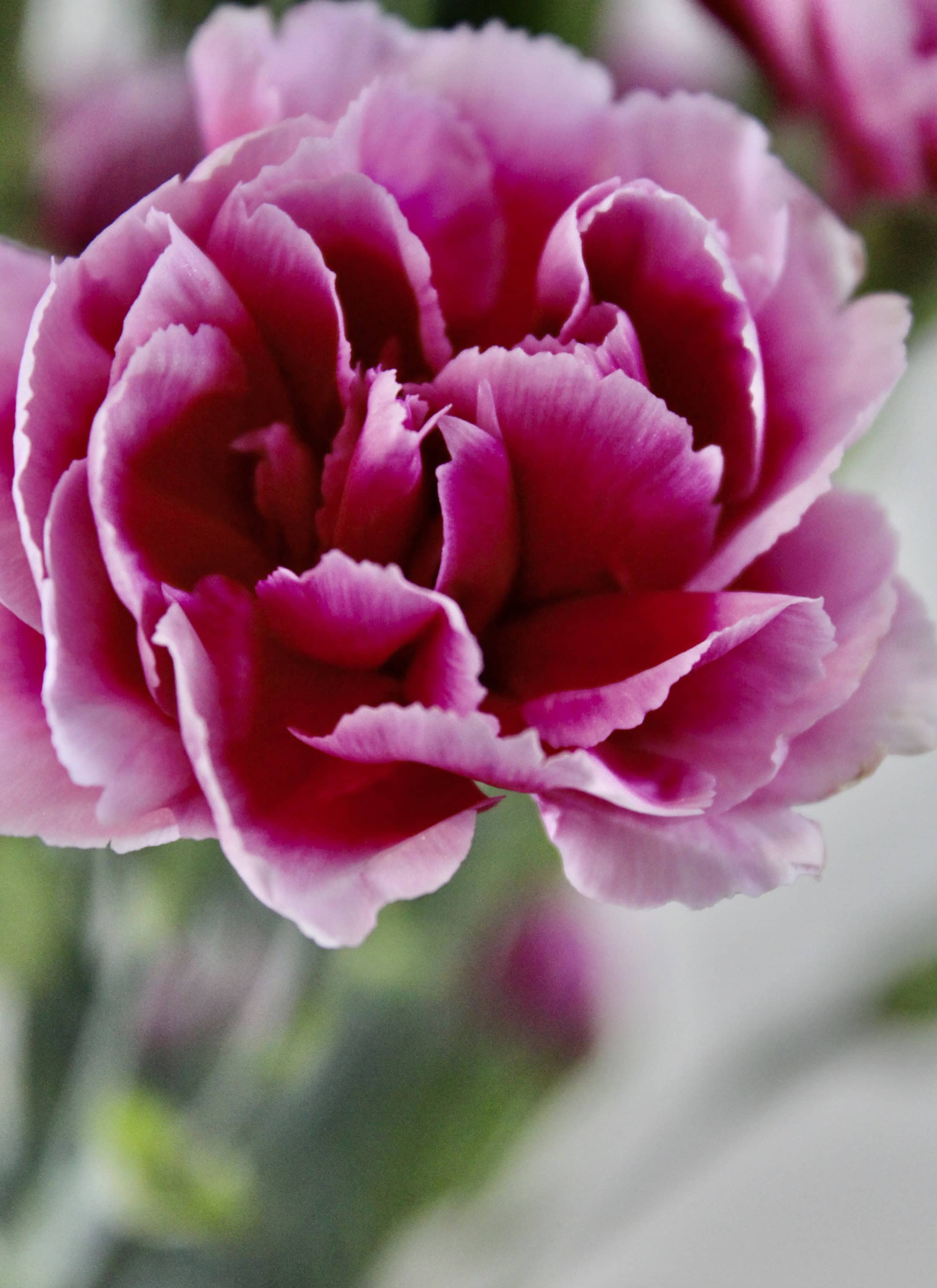 Pink Carnation — FOTD Mar 11