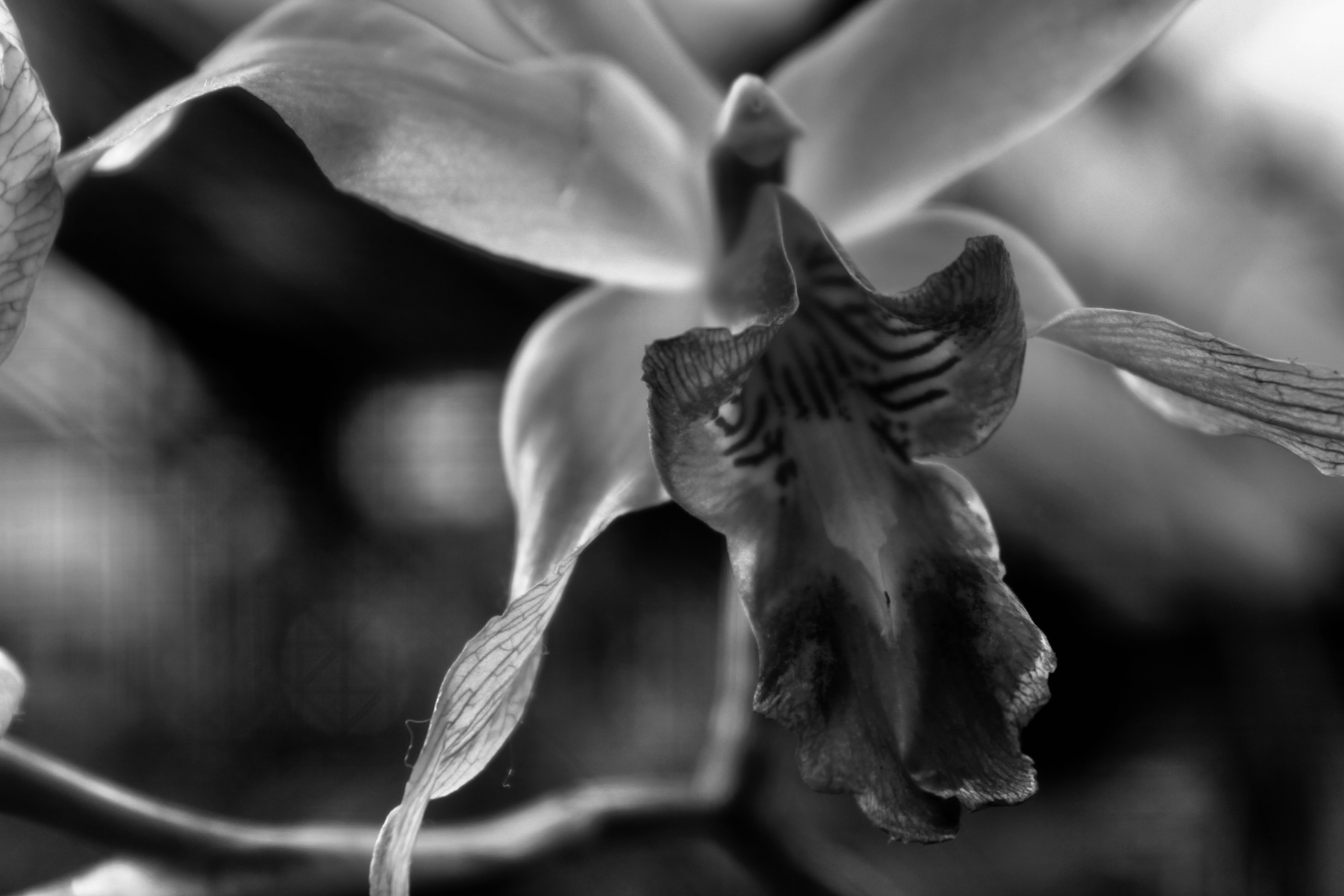 Orchid in noir