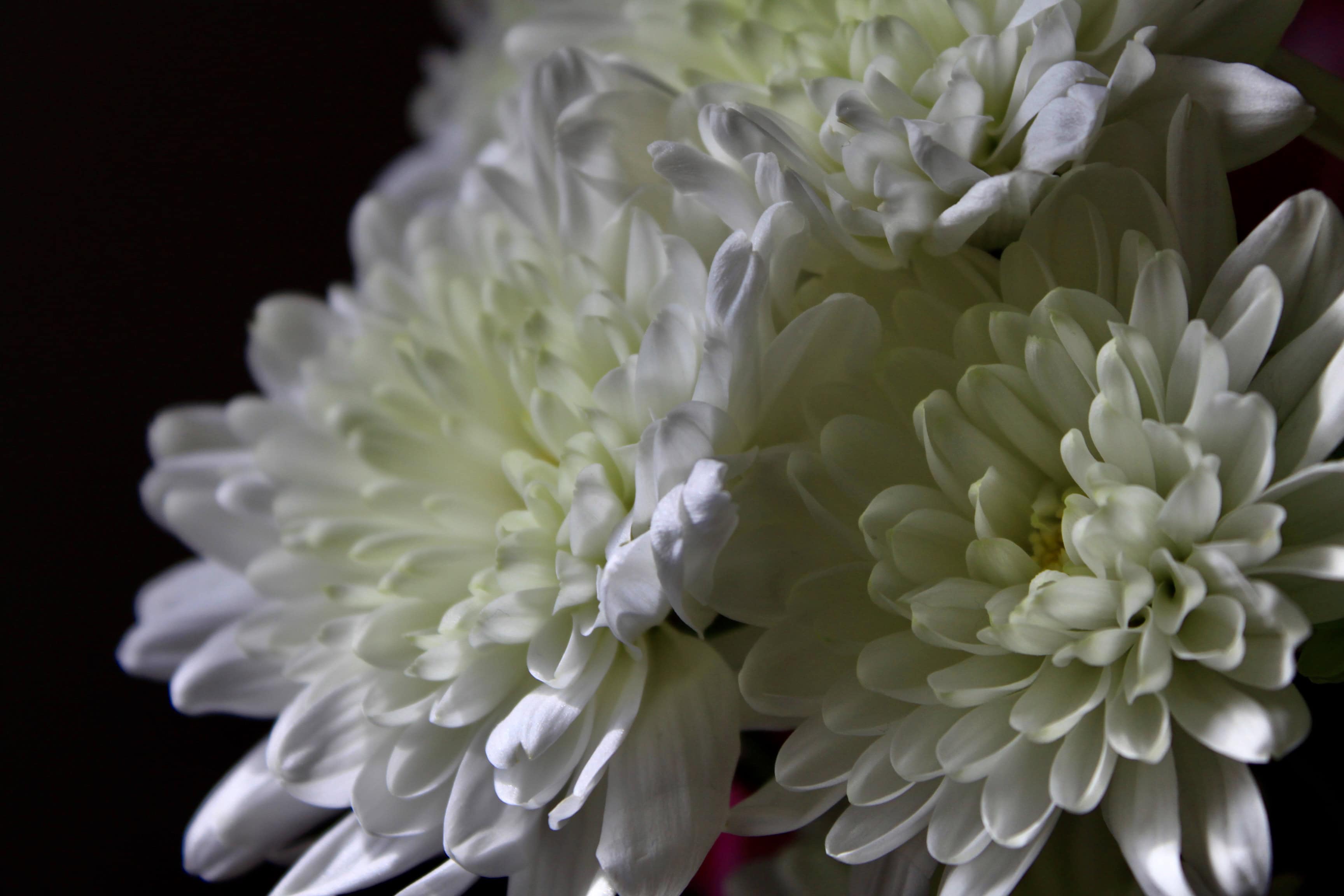 Side on mums