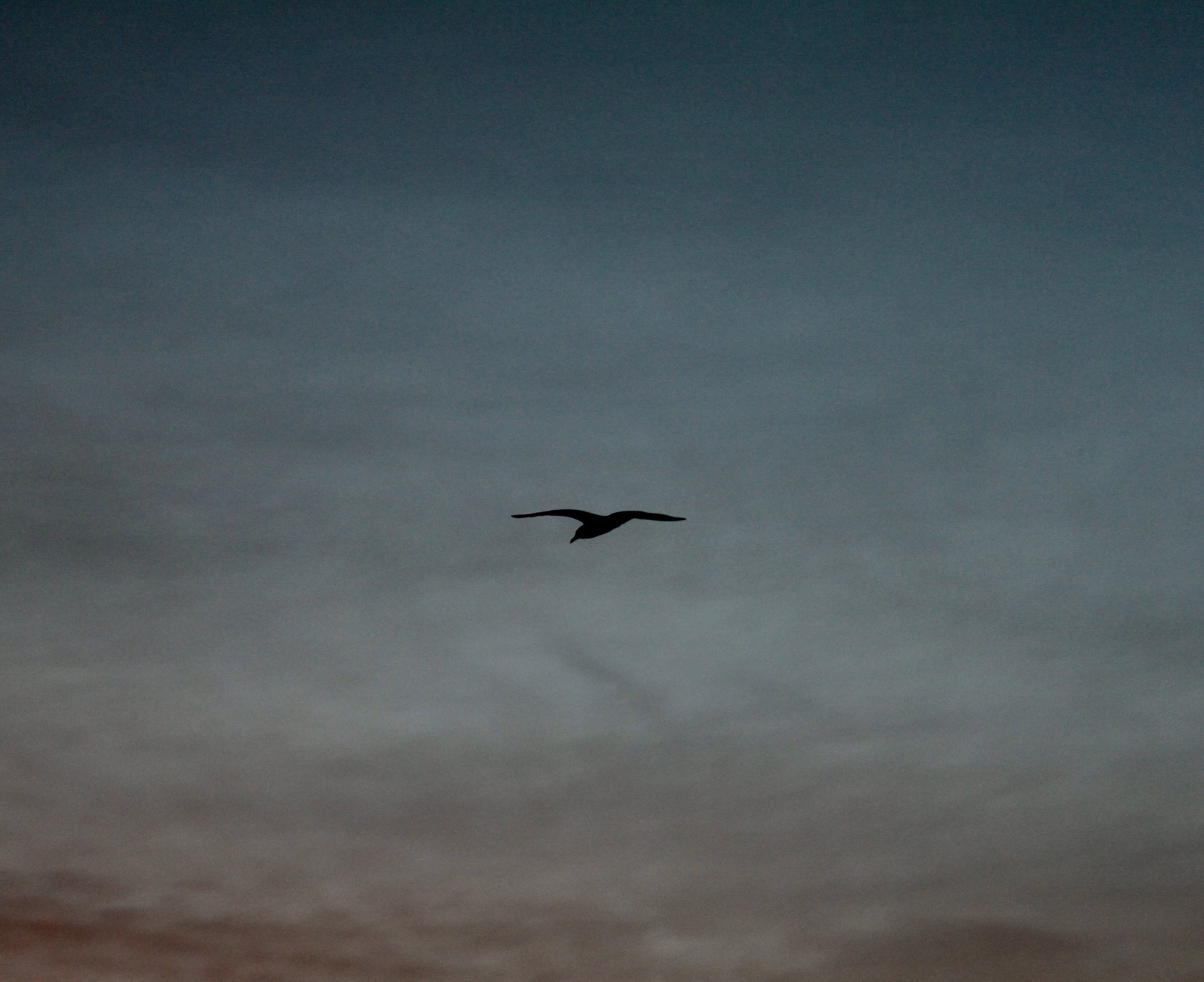 Morning, Seagull!