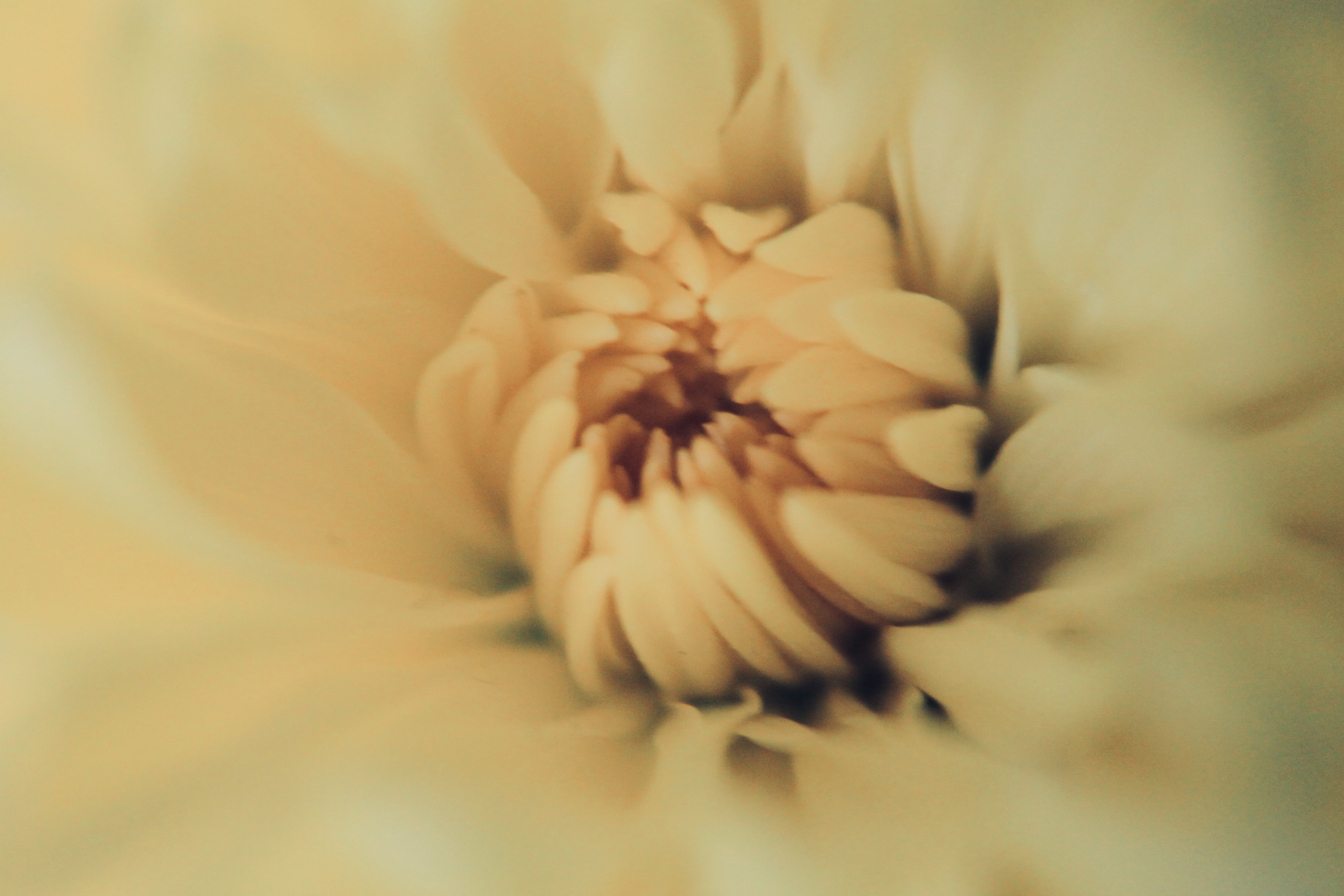 Yellow mum with dramatic cool filter