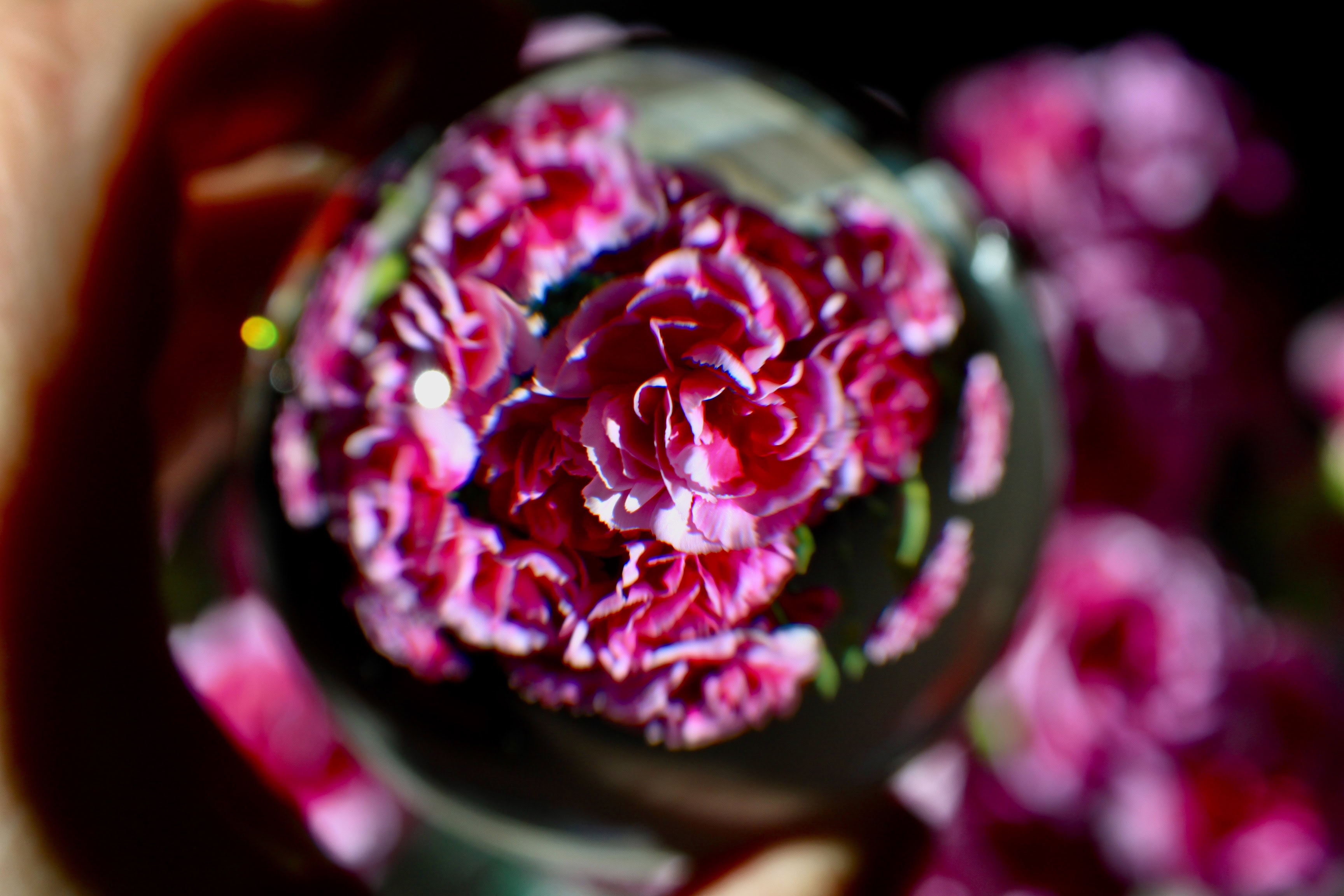 Carnations — Lensball Playtime #5