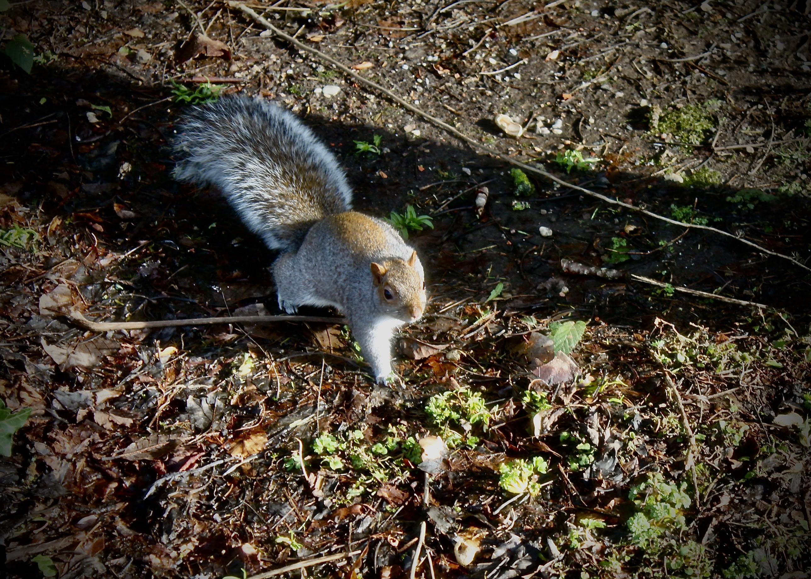 Squirrel on the hunt
