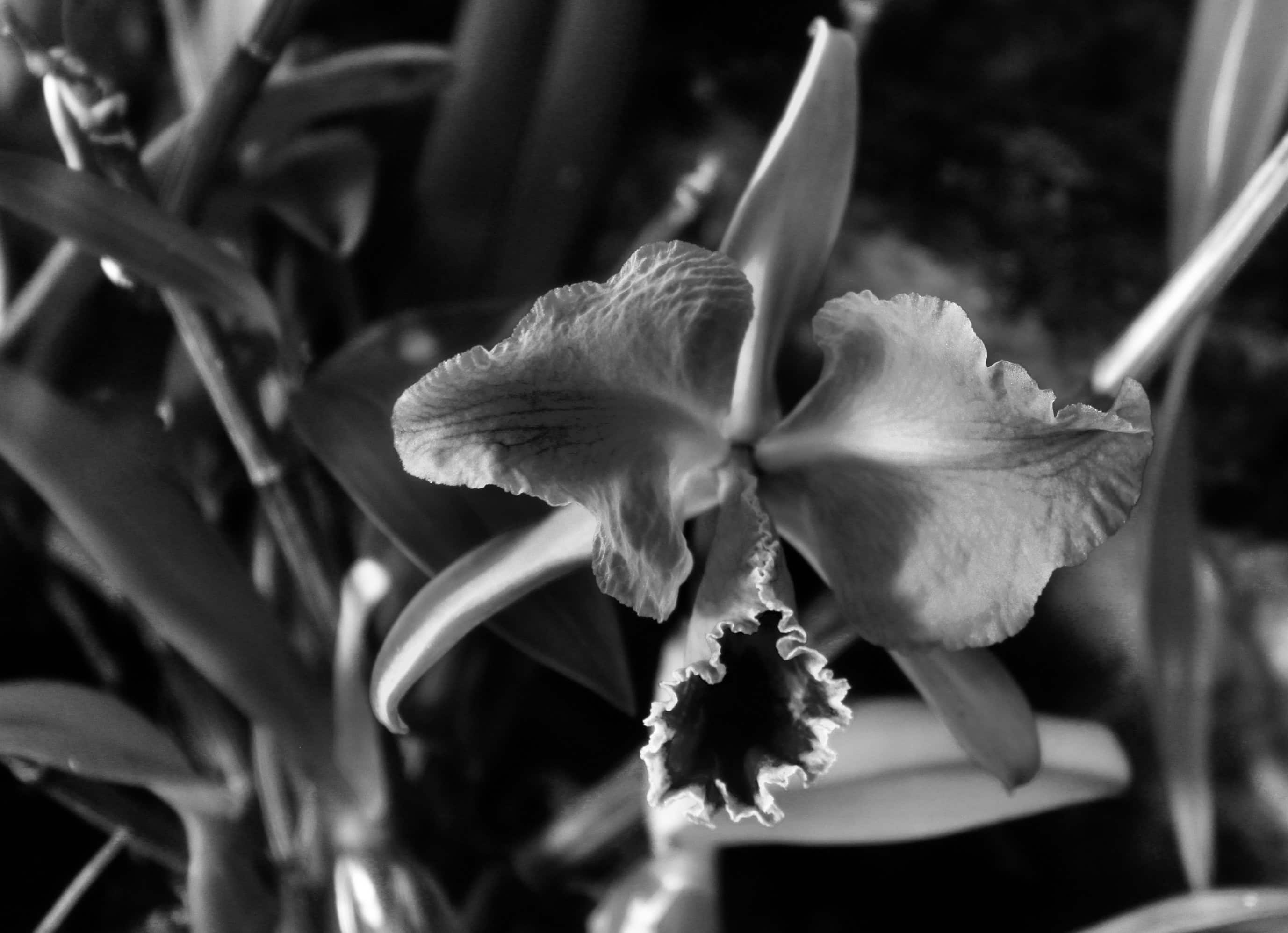 Orchid in noir