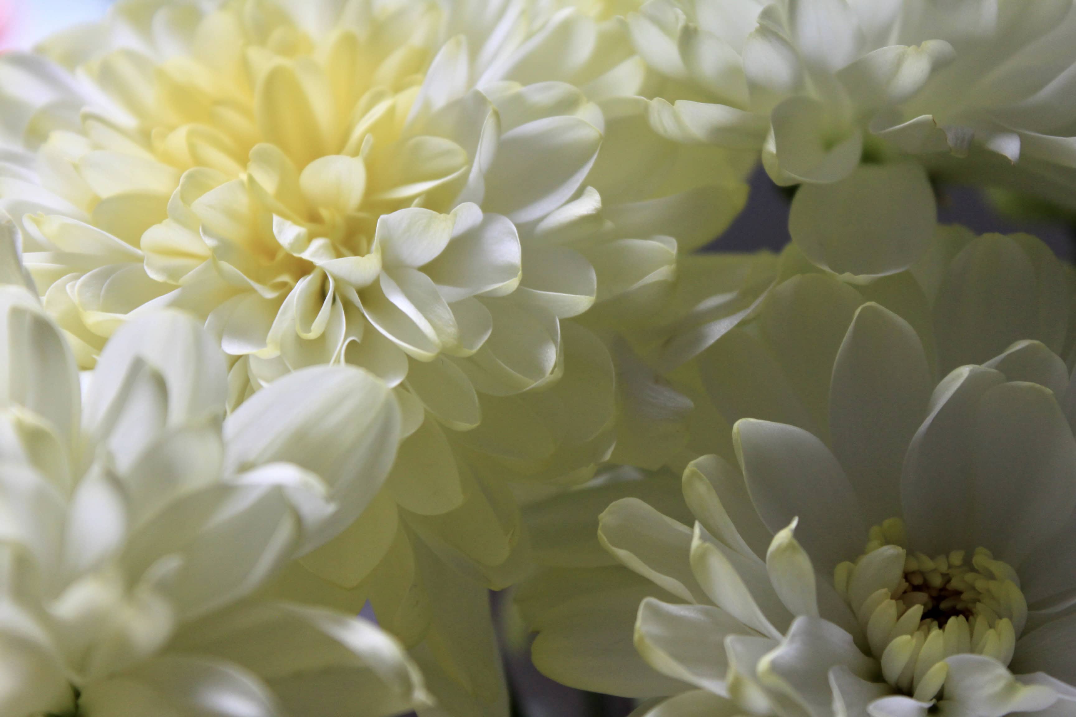 Cream mums