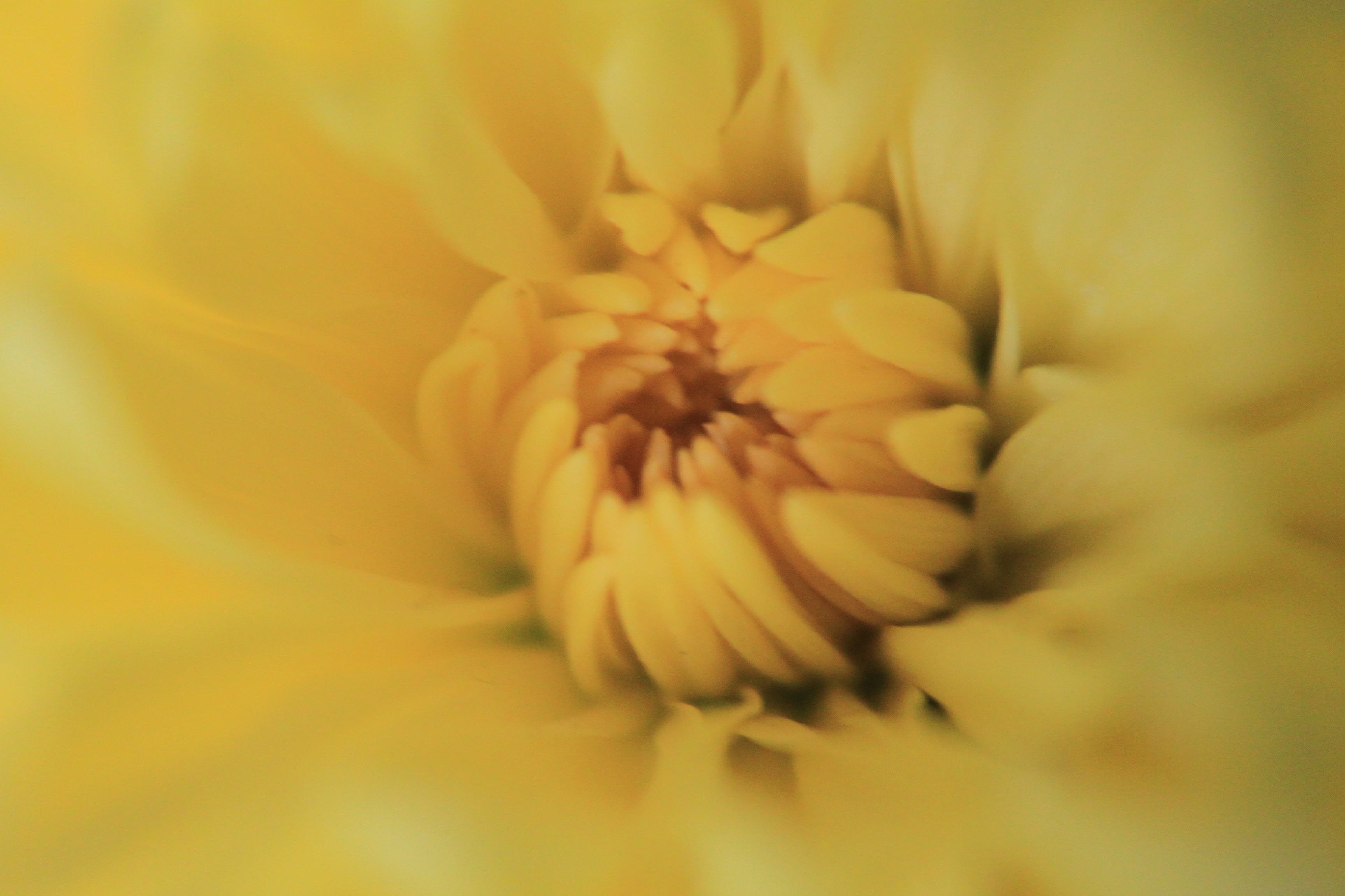 Yellow mum