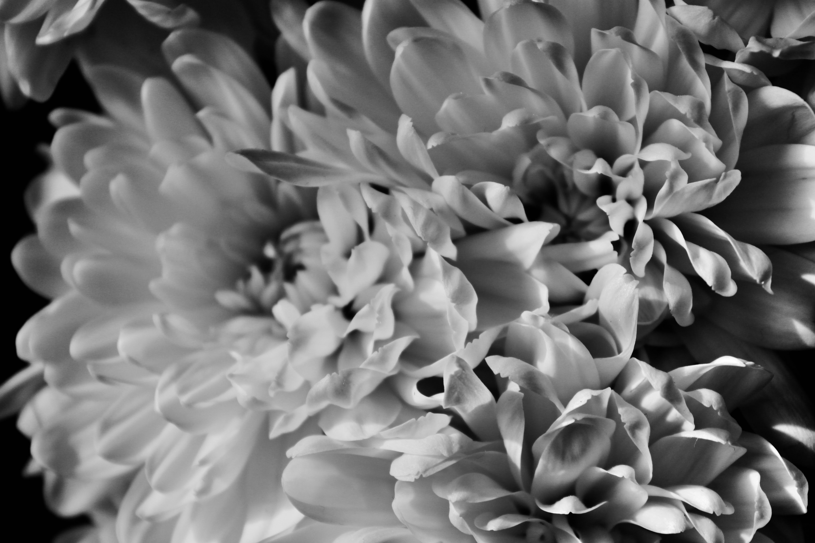 Mums in noir