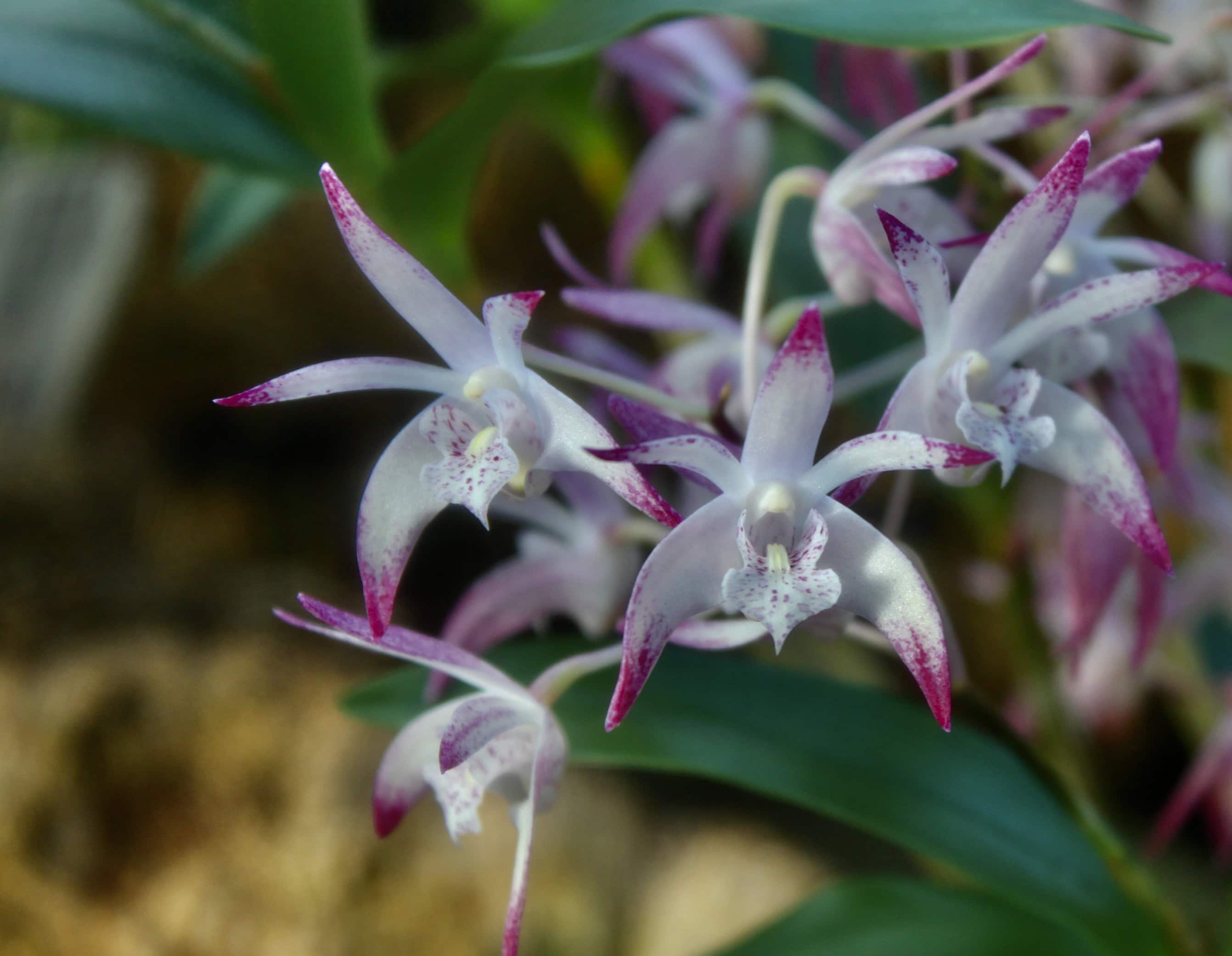 Orchids