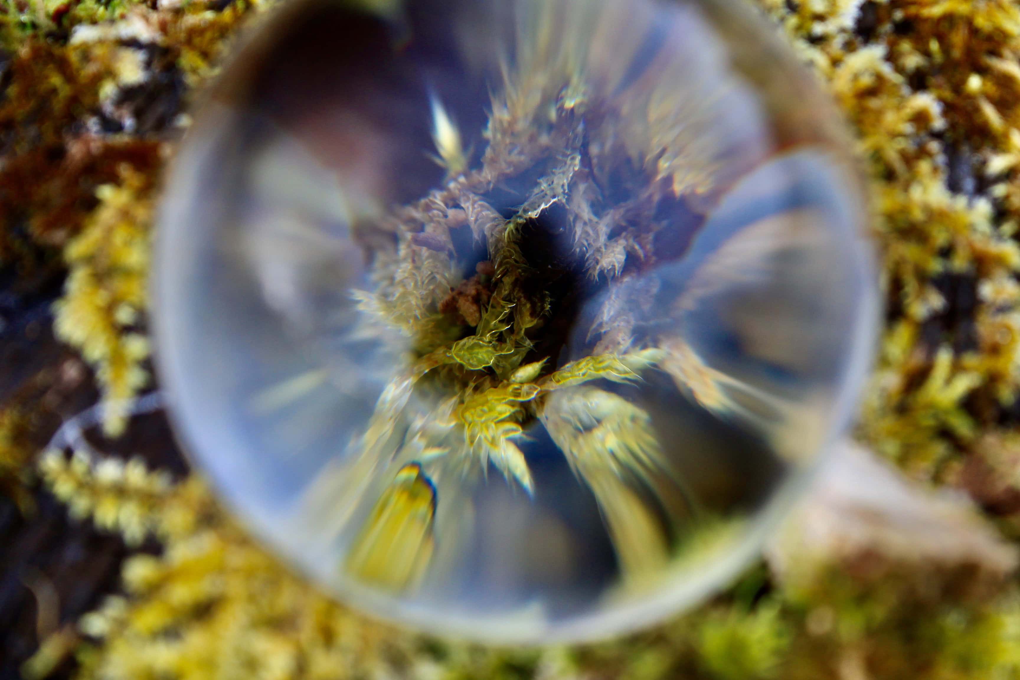 Moss through a lensball