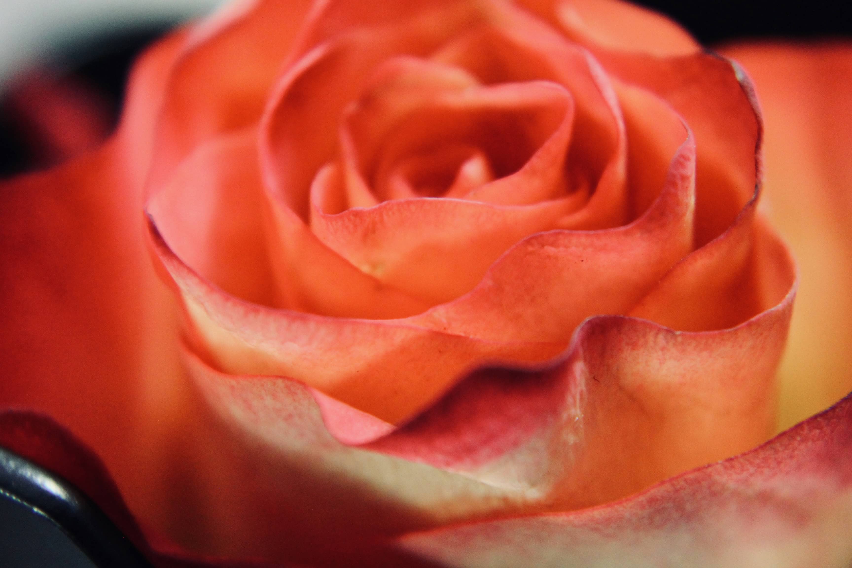 Orange Rose — FOTD Mar 10