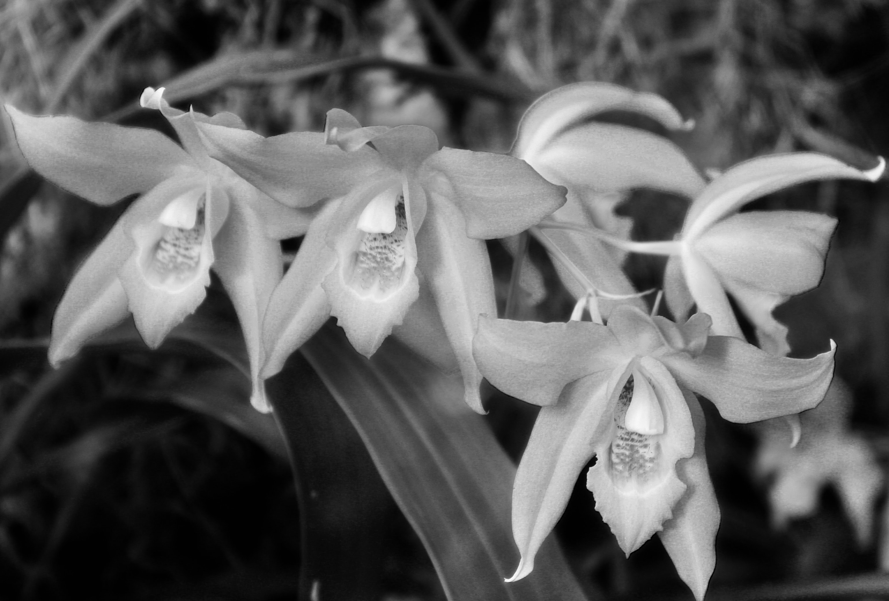 Orchids in noir