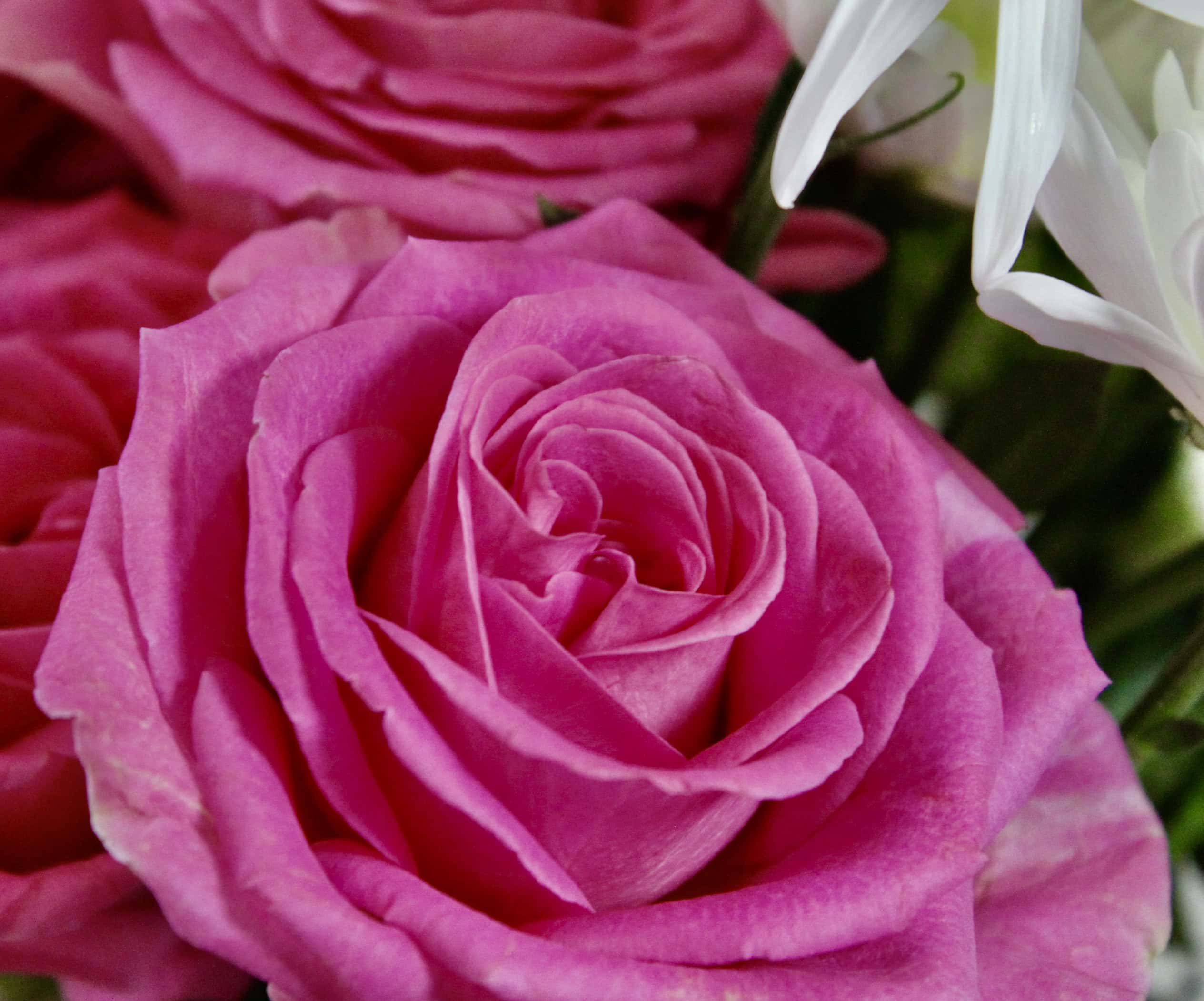 Pink Rose — FOTD Mar 09