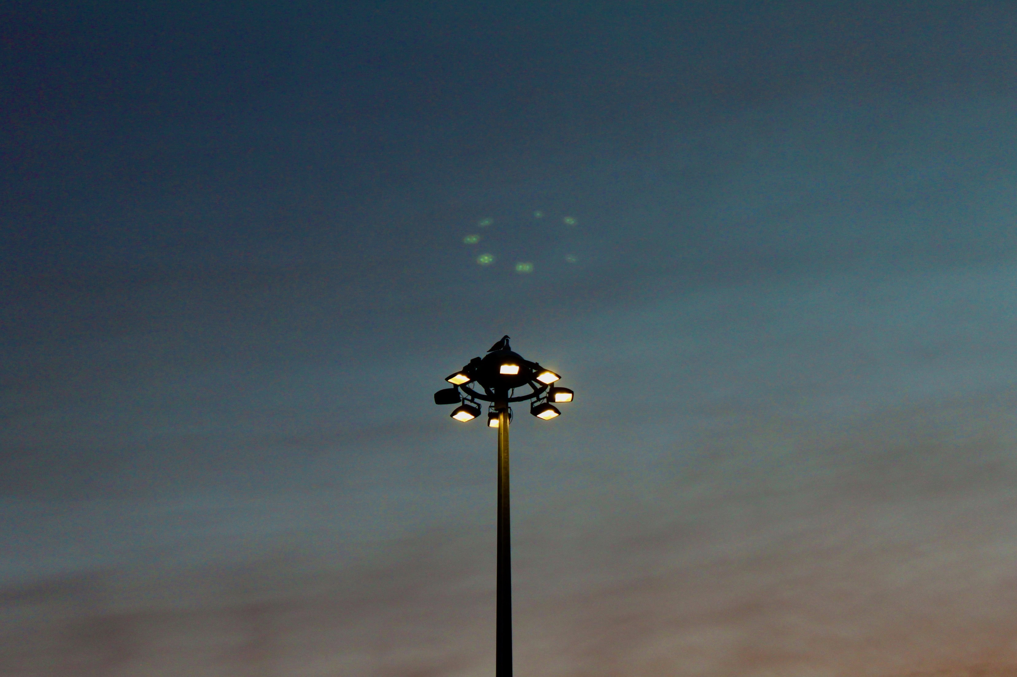 Seagulls are Aliens