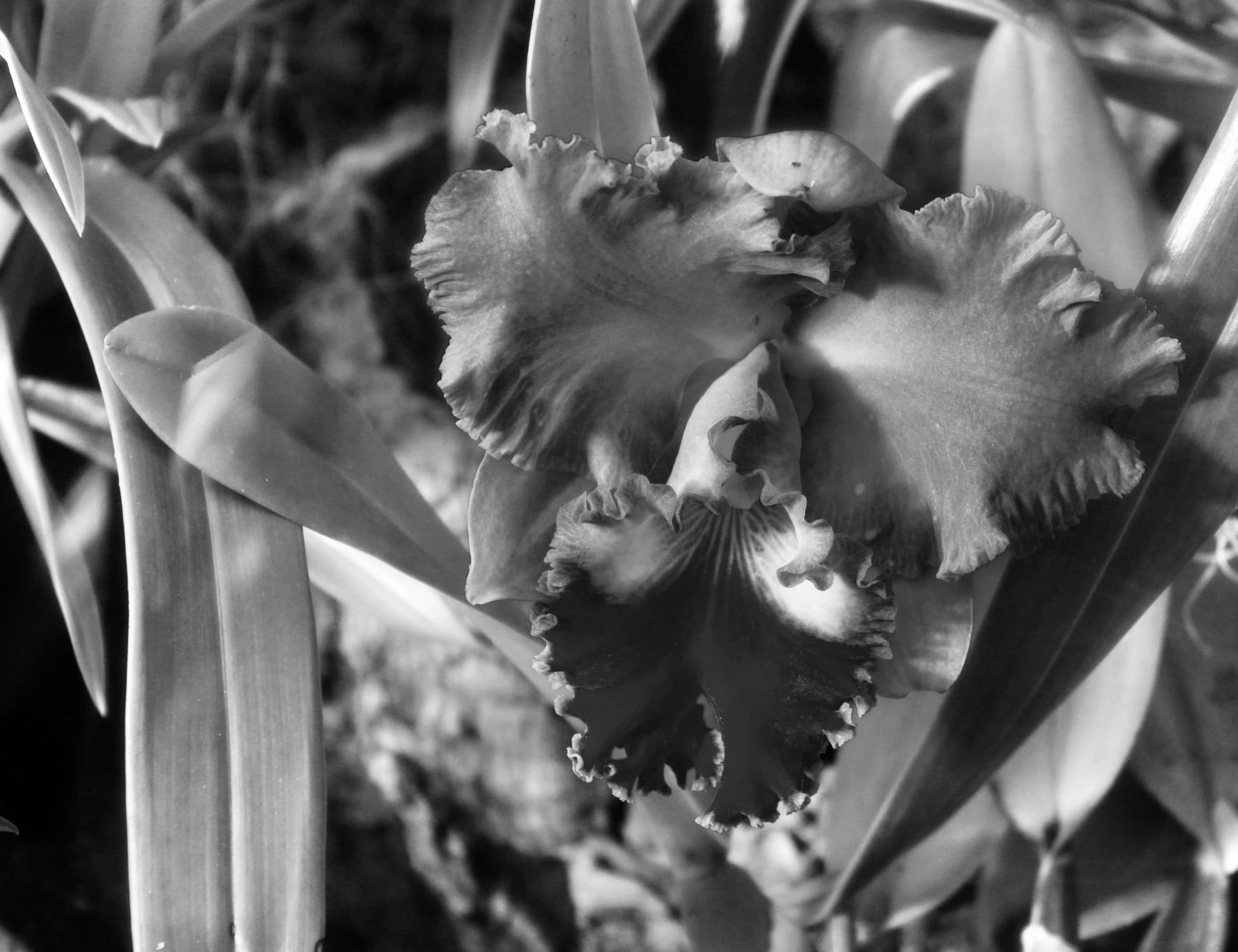 Orchid in noir