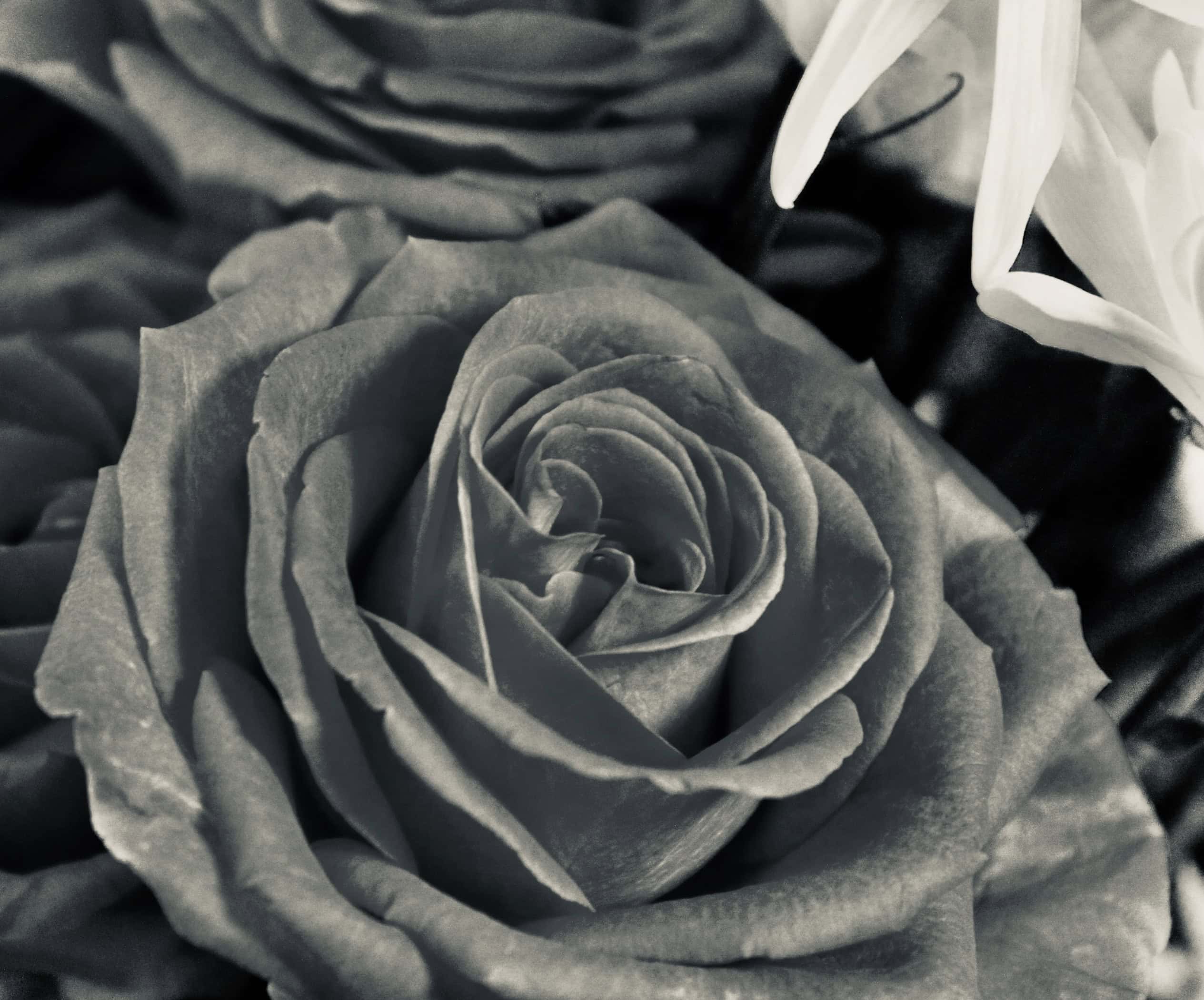 Rose in silvertone