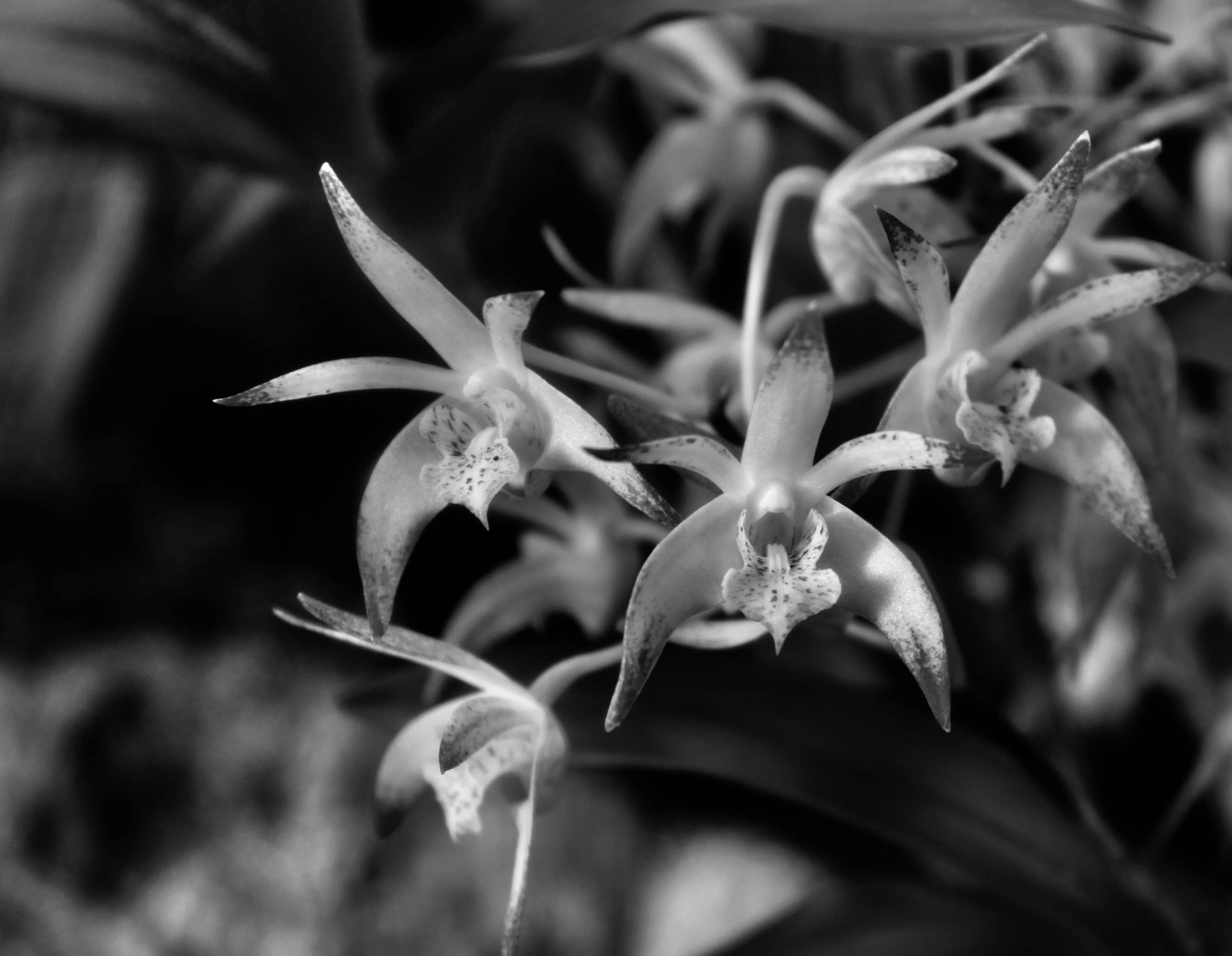Orchids in noir
